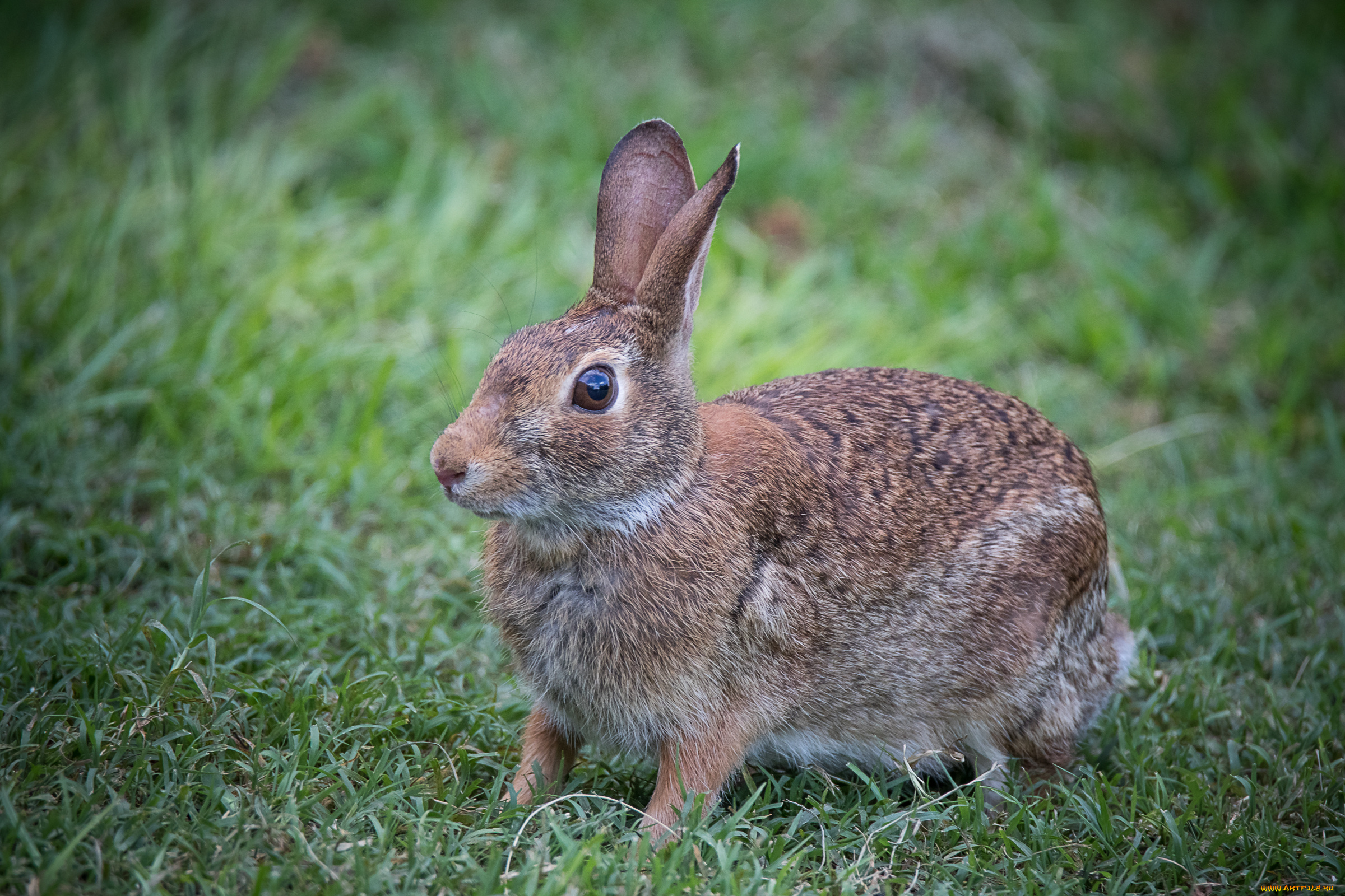 животные, кролики, , зайцы, природа, ушки, трава, животное, кролик