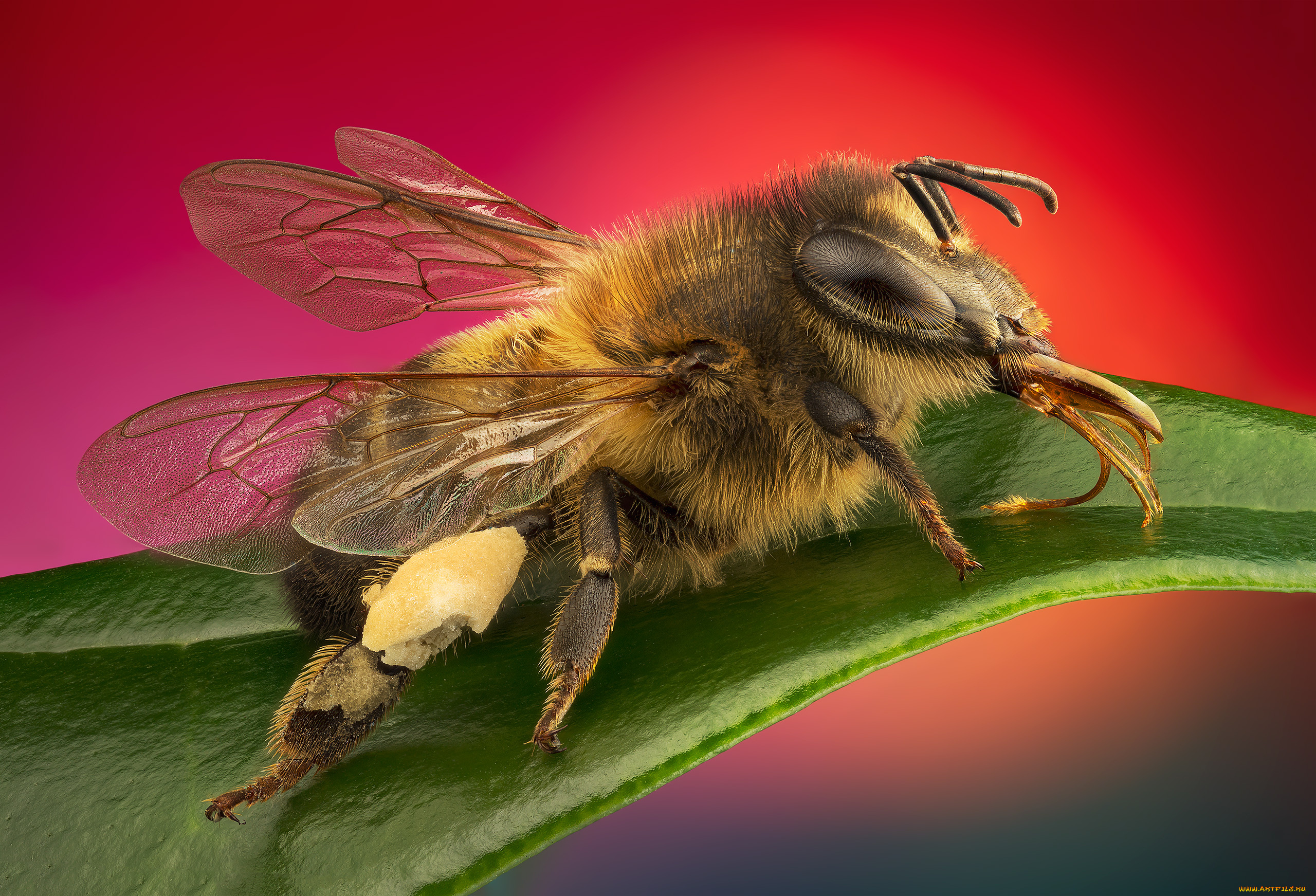 животные, пчелы, , осы, , шмели, стекинг, насекомые, макро