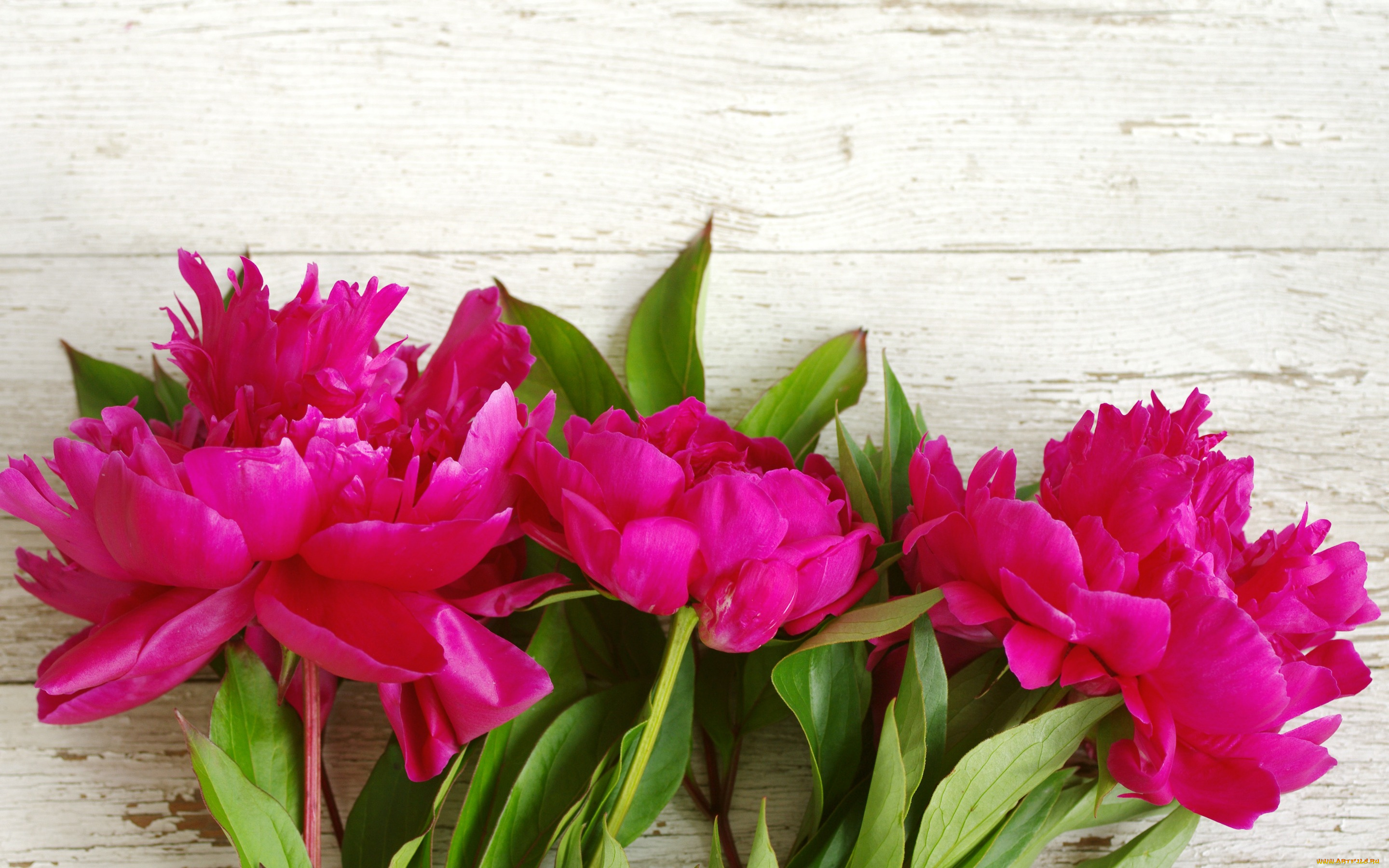 цветы, пионы, beautiful, flowers, pink, wood, розовые, peony