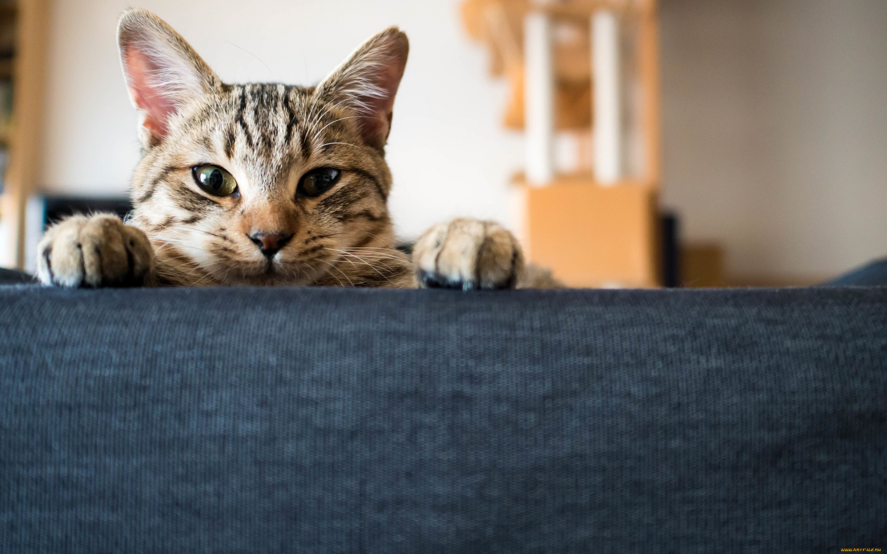 Cat looking. Кот выглядывает. Котенок выглядывает. Кот выглядывает из-за стола. Фон кот.