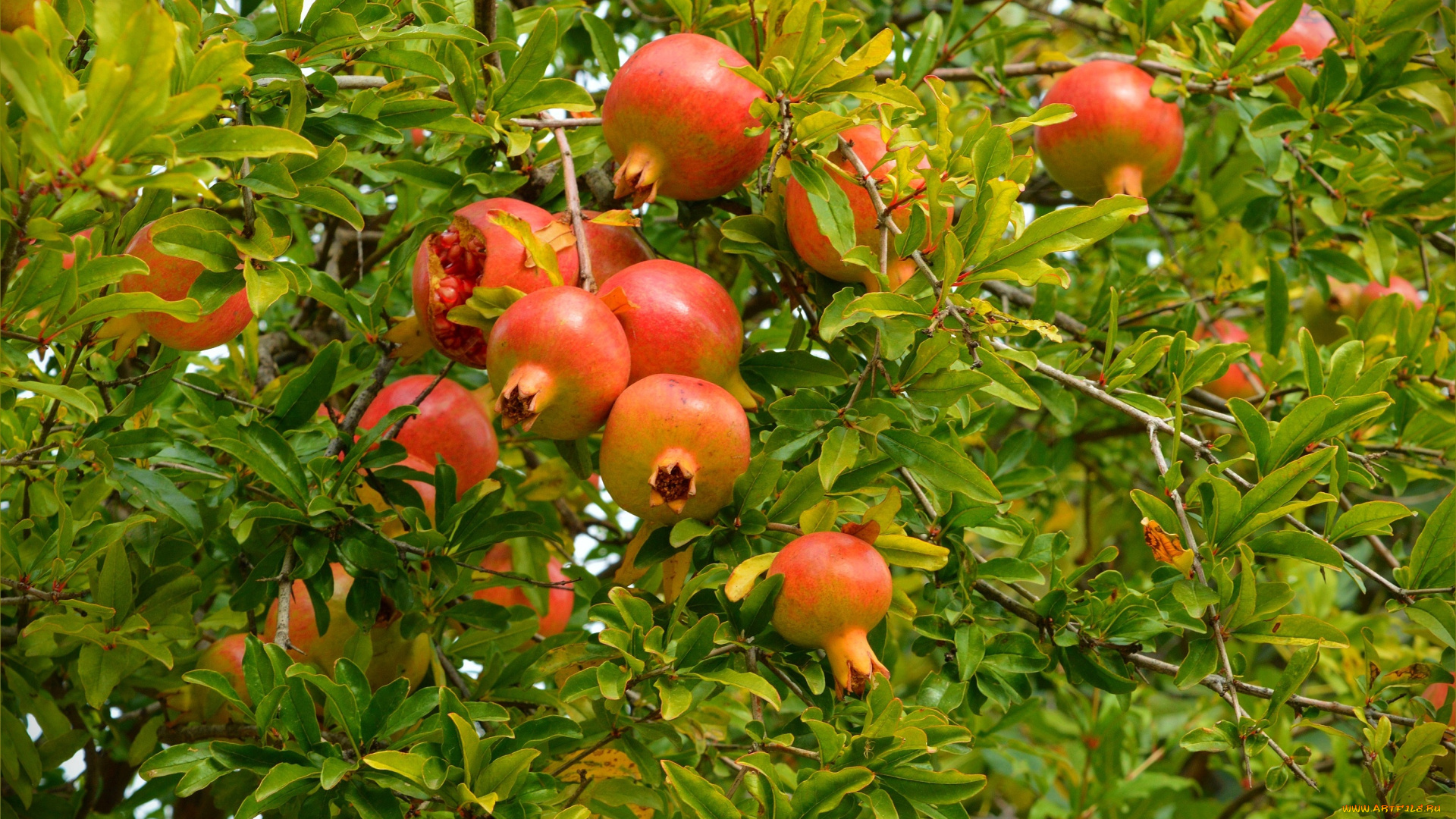 природа, деревья, pomegranates, гранаты, pomegranate, tree