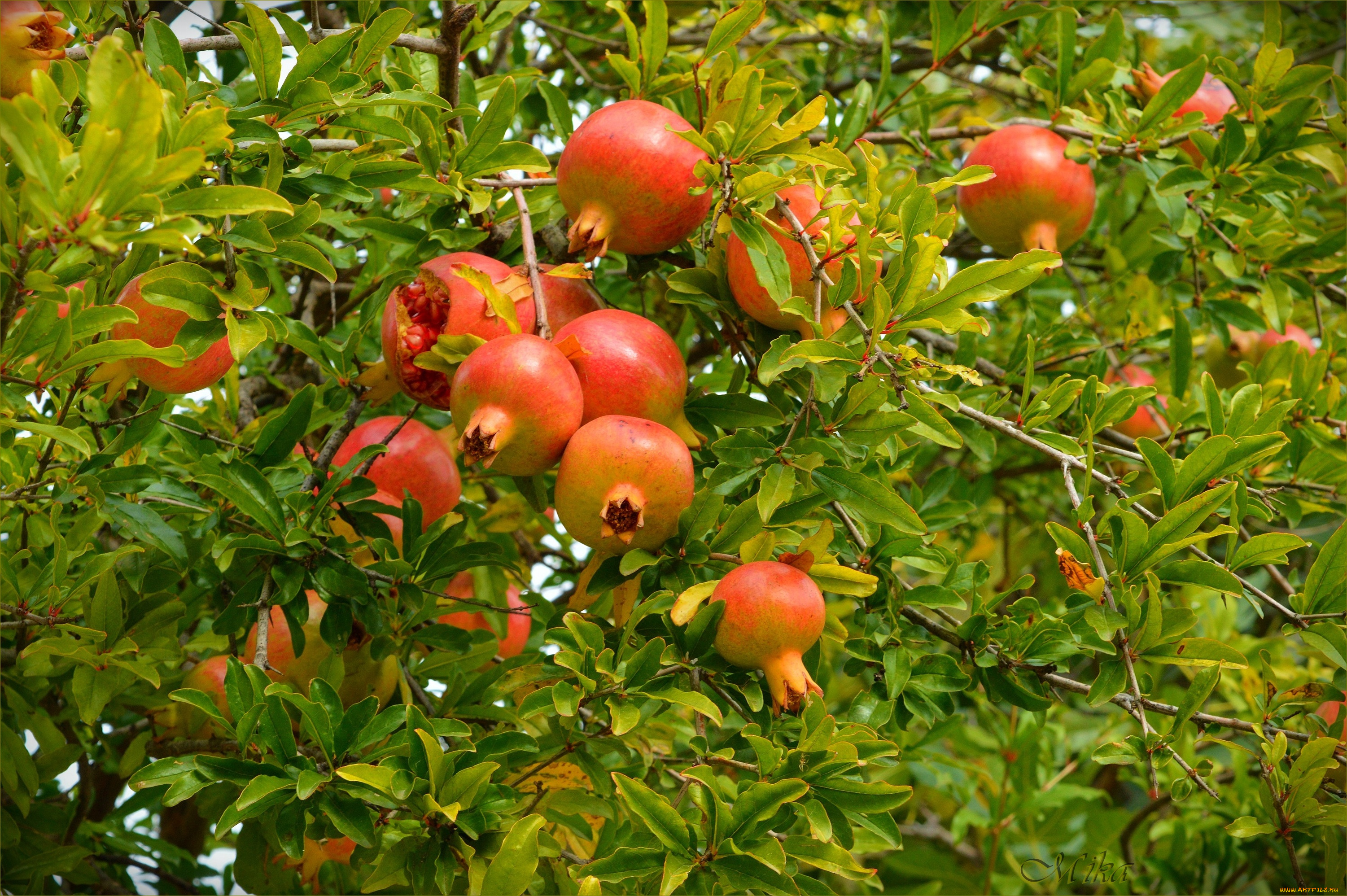 природа, деревья, pomegranates, гранаты, pomegranate, tree
