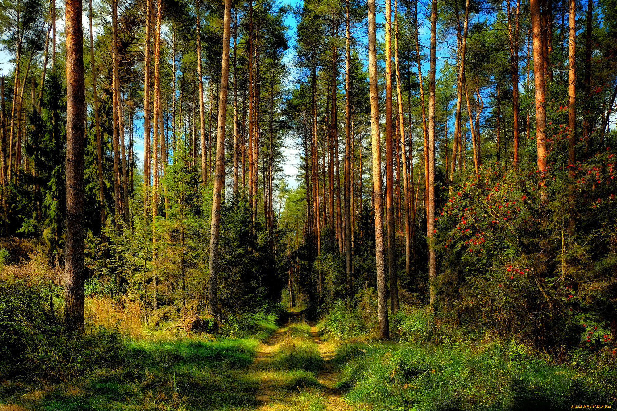 Лесной это. Сосновый Бор Ногинский район лес. Сосновый Бор лес в Токсовском районе. Елово Сосновый лес в Подмосковье. Сосновый Бор в Подмосковье лес.