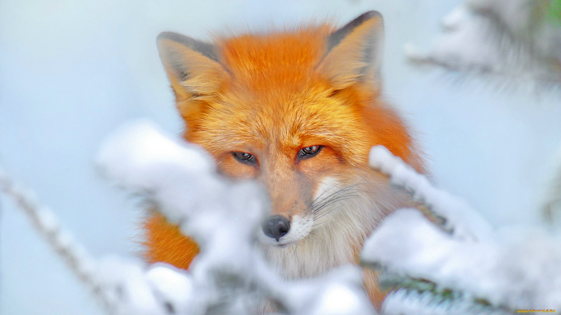 животные, лисы, рыжая, снег, зима