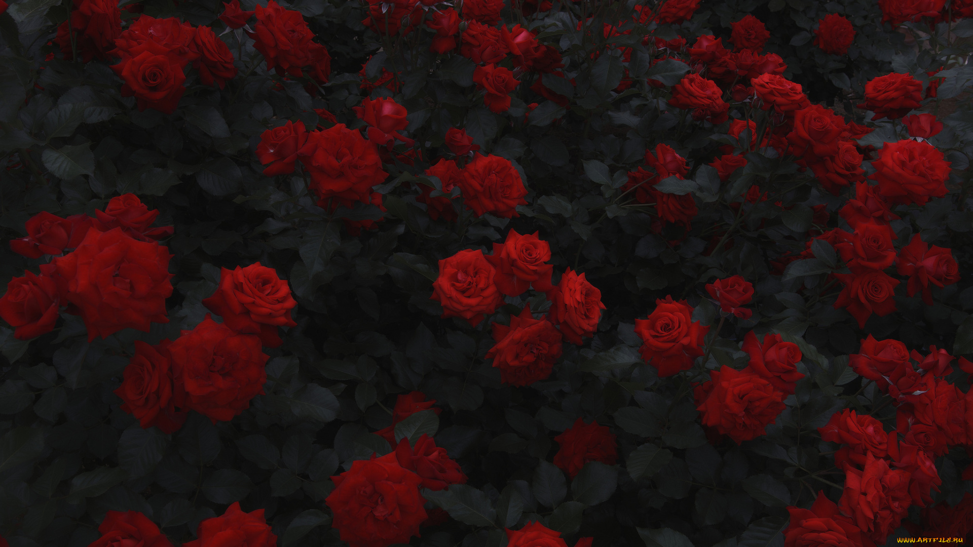 цветы, розы, листья, много, красные