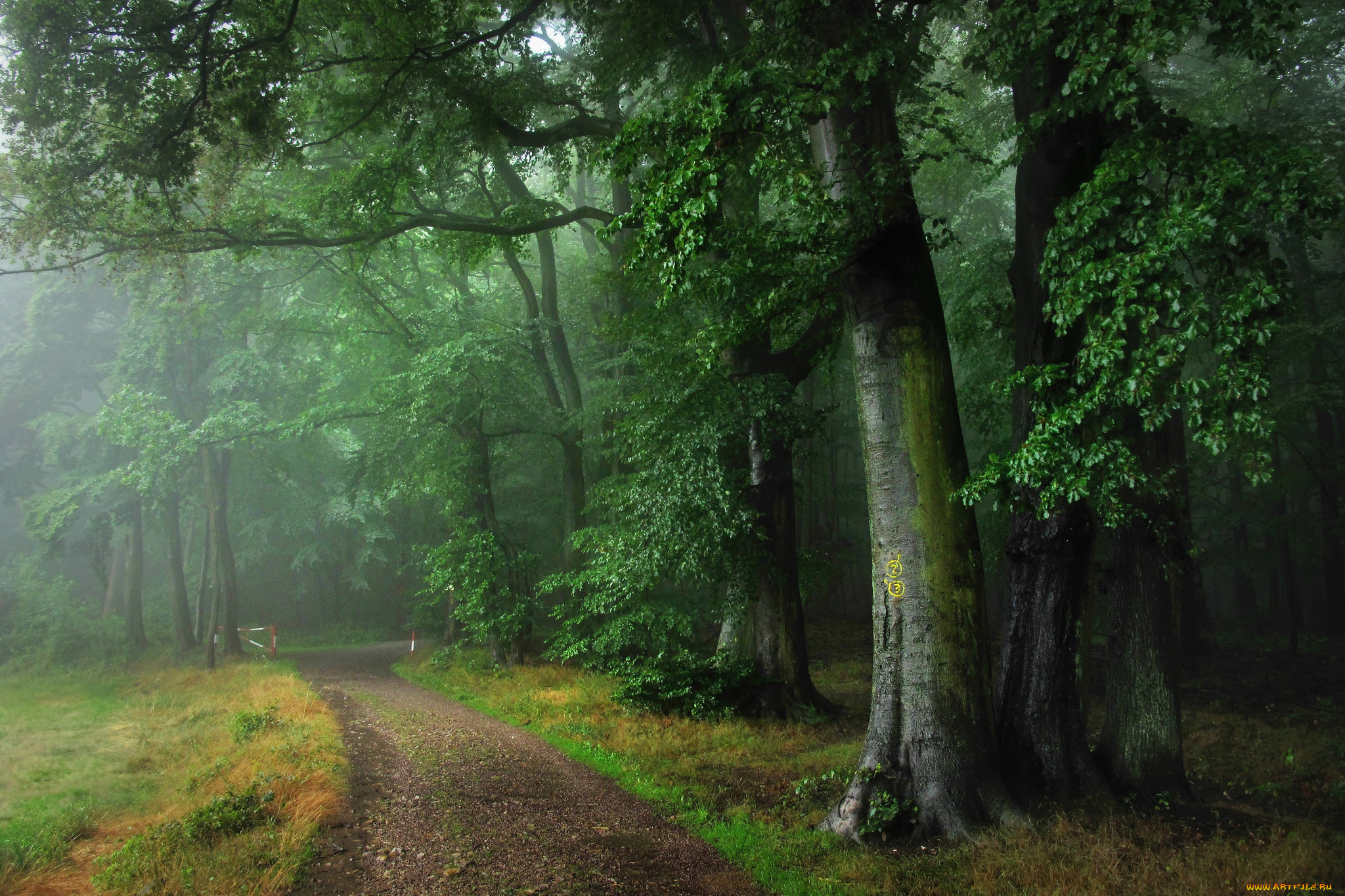 природа, дороги, лето, лес, дождь, туман, дорога, оденвальд, германия