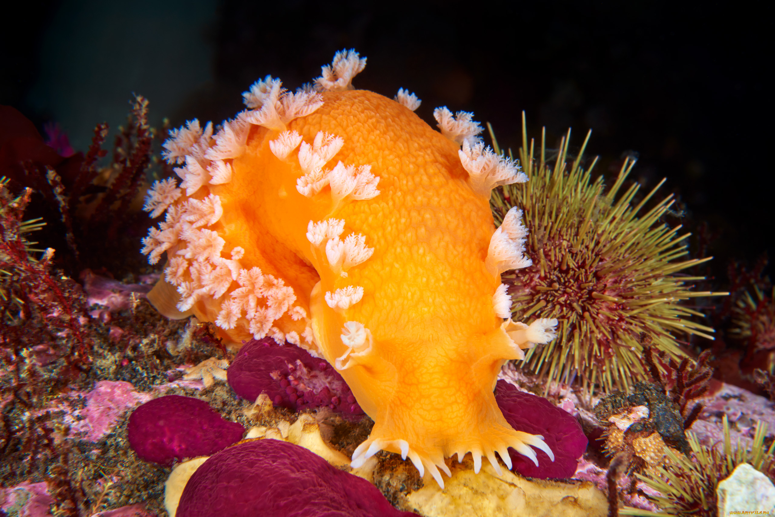 Необычные животные мирового океана. Морской камнеточец губка. Морские жители. Подводные обитатели океана. Удивительные животные морей и океанов.