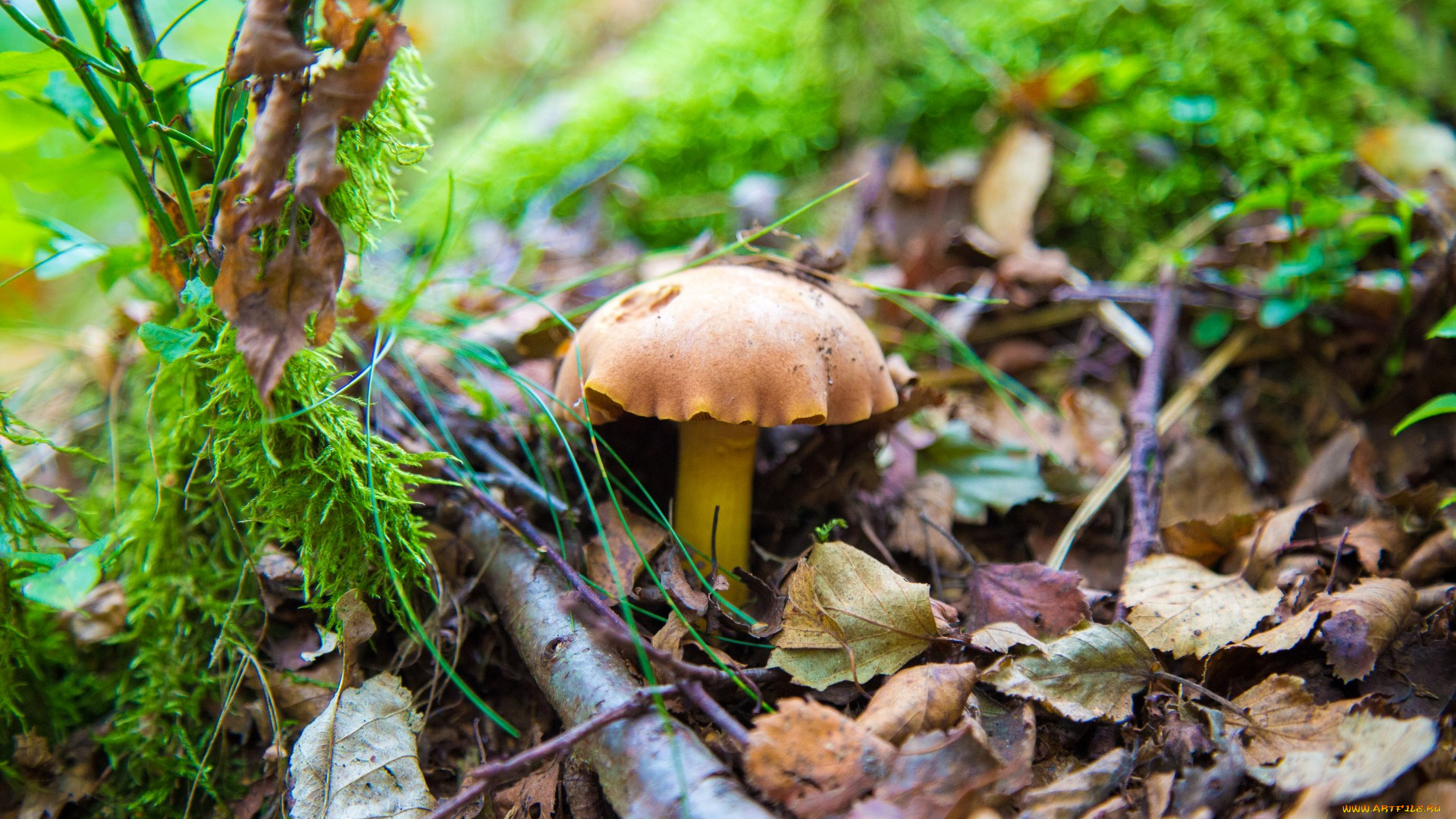 природа, грибы, грибок, листья, осень