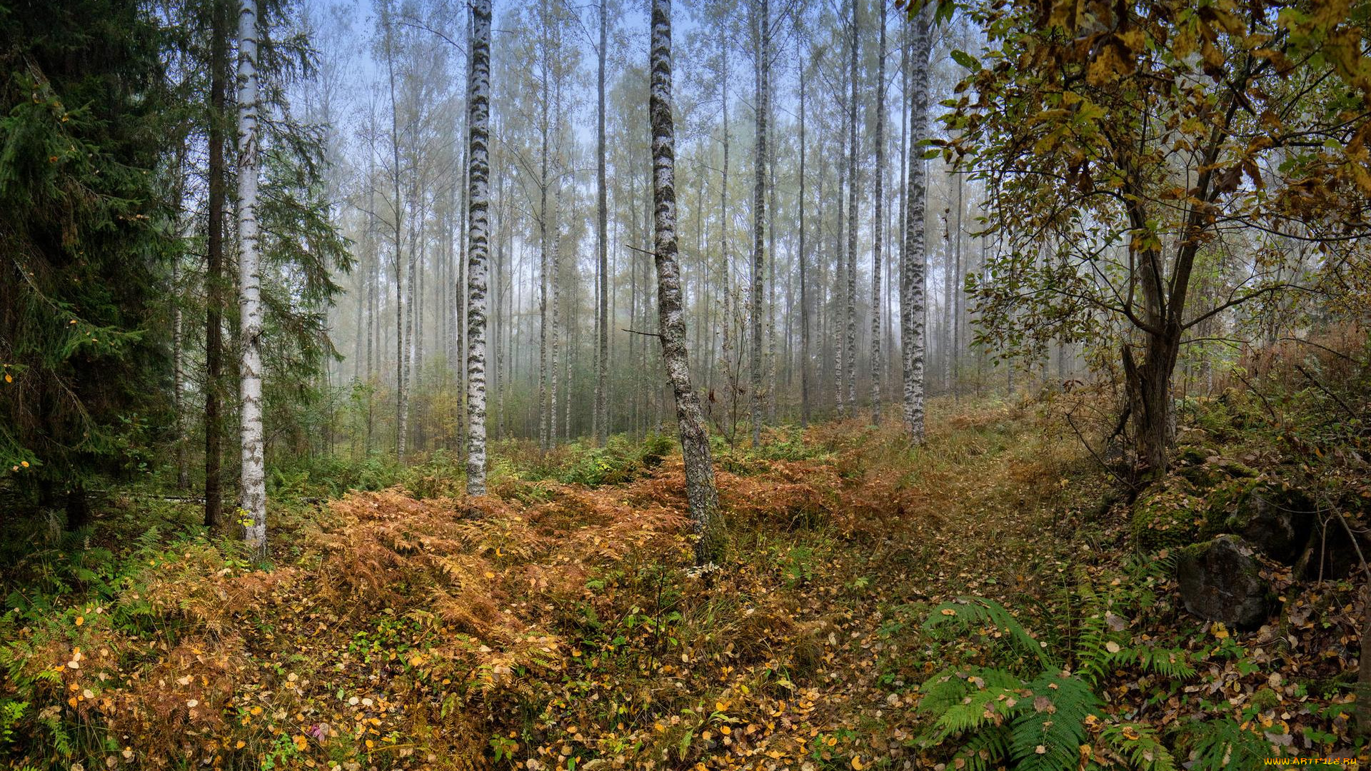 природа, лес, осень, деревья