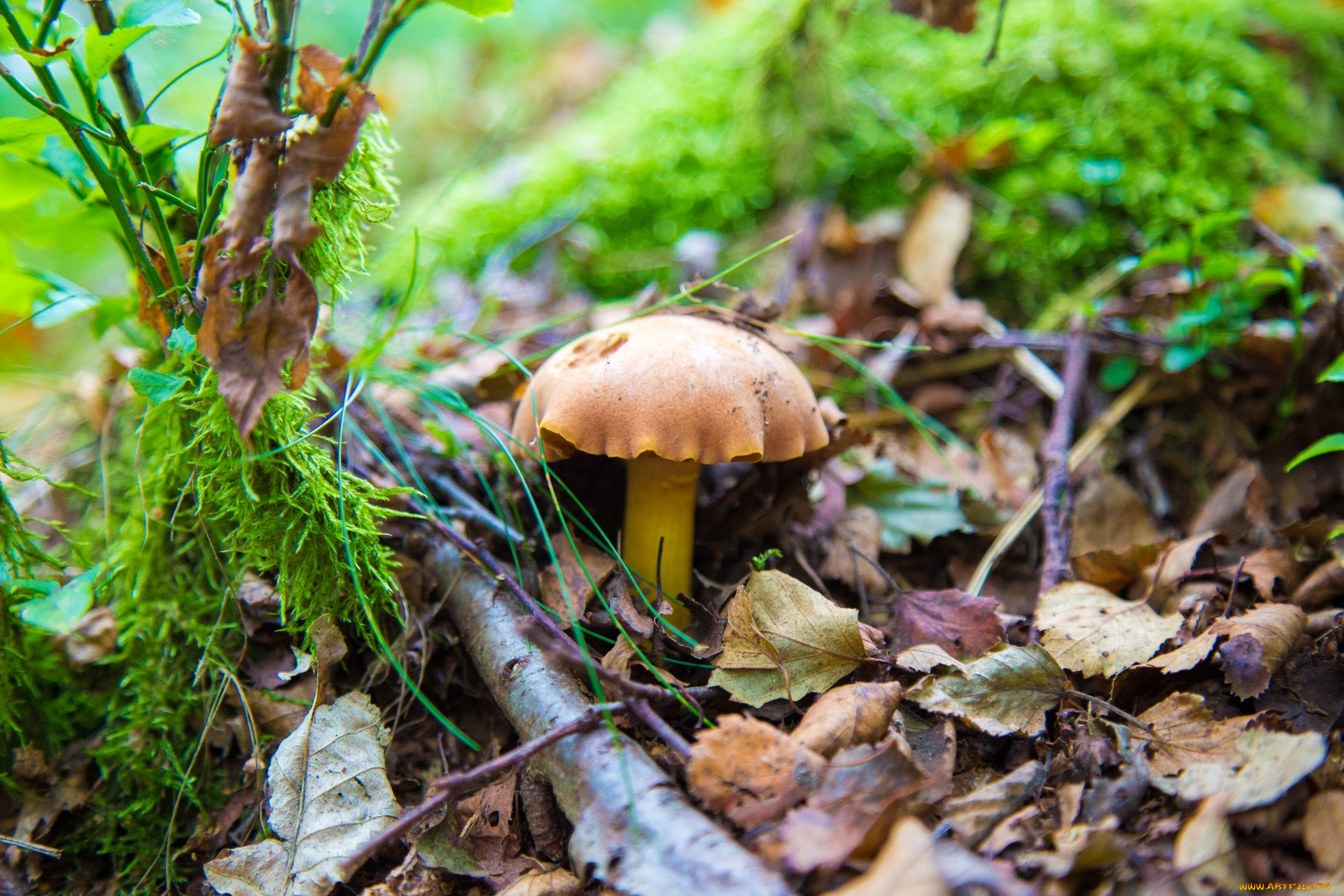 природа, грибы, грибок, листья, осень
