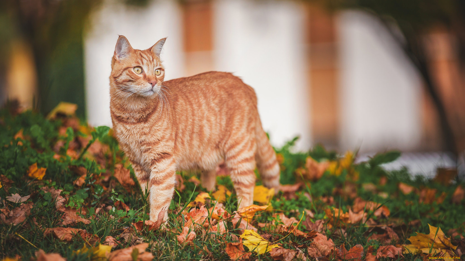животные, коты, рыжая, кошка, осень, листья, взгляд