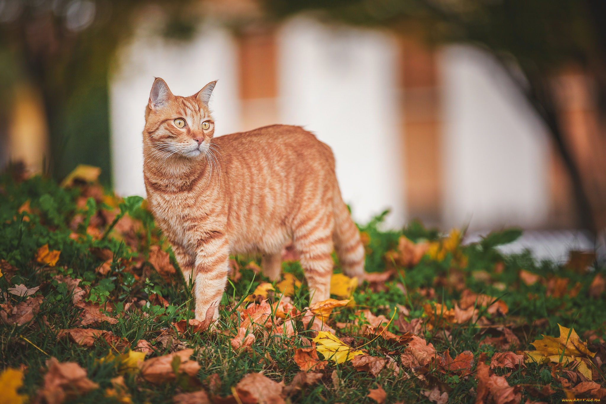 животные, коты, рыжая, кошка, осень, листья, взгляд