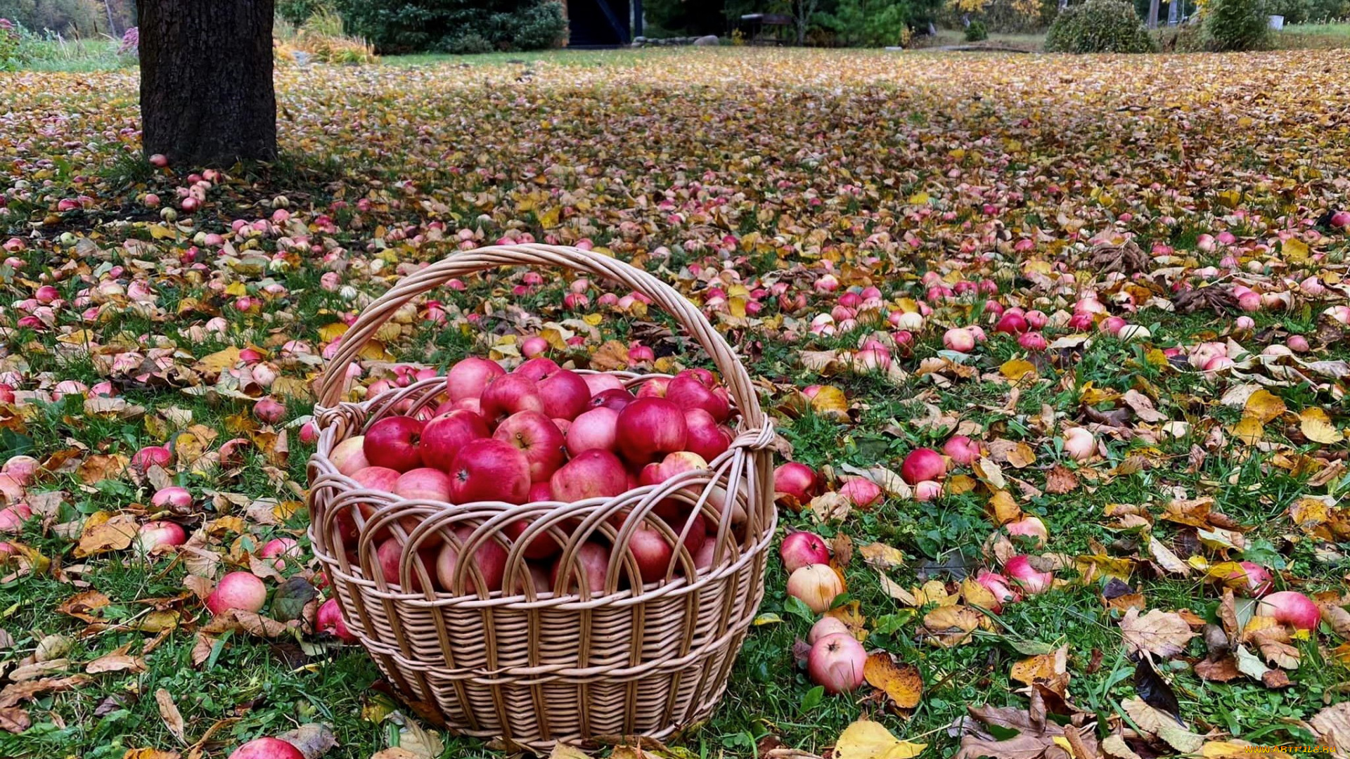 еда, яблоки, листопад, осень, корзина