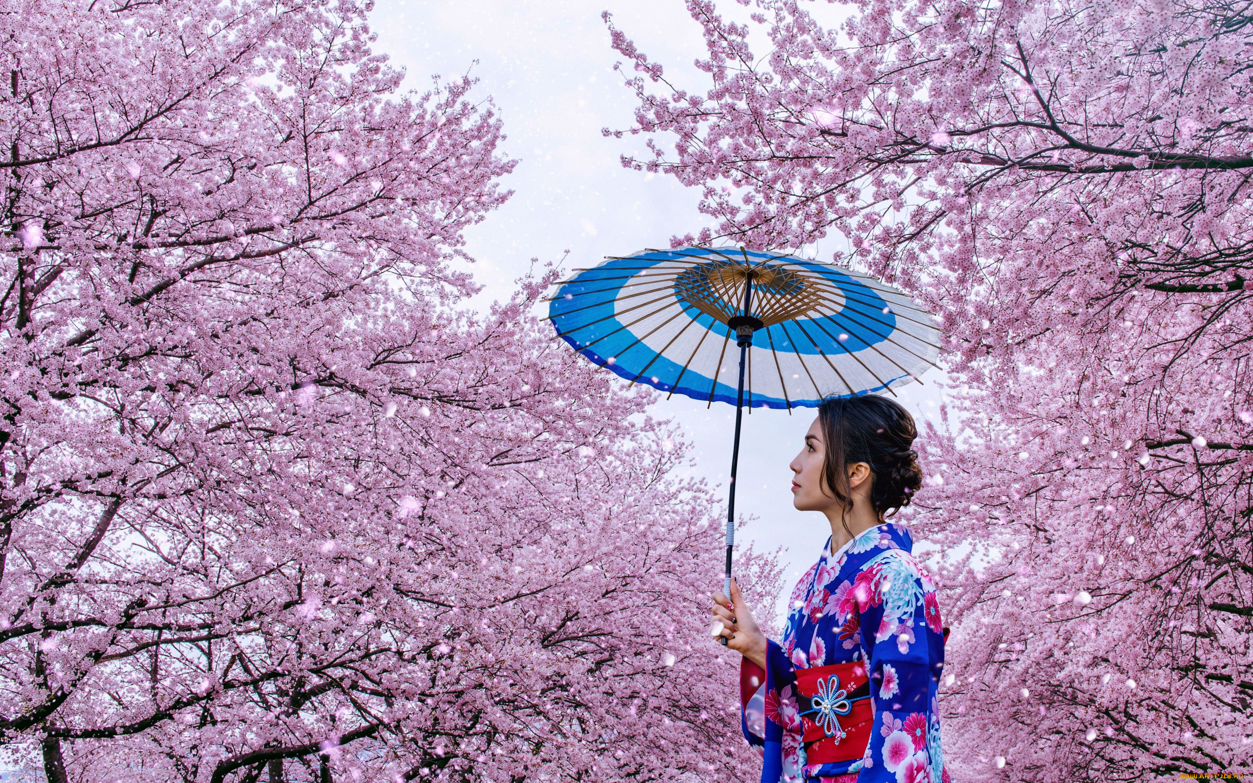 девушки, -, азиатки, азиатка, цветущая, сакура, кимоно, зонтик
