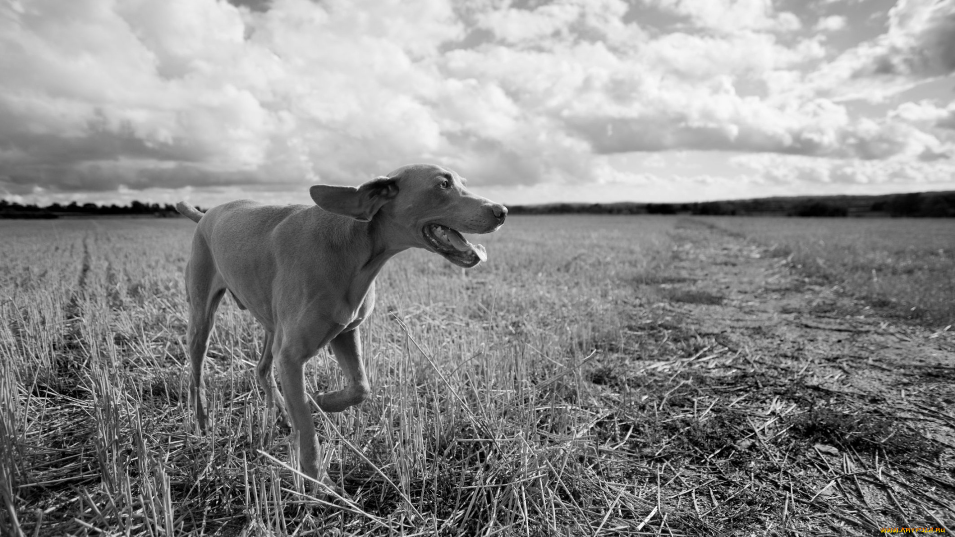 животные, собаки, dog