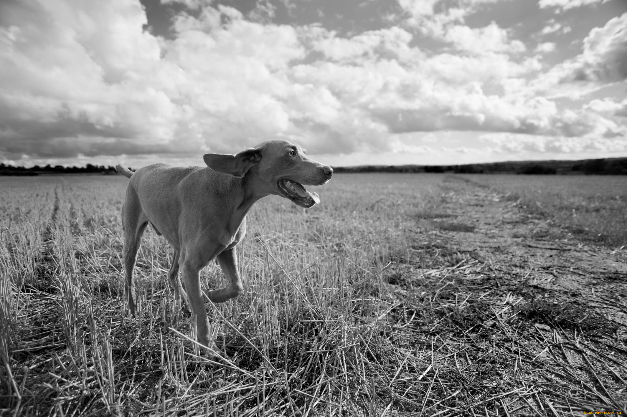 животные, собаки, dog