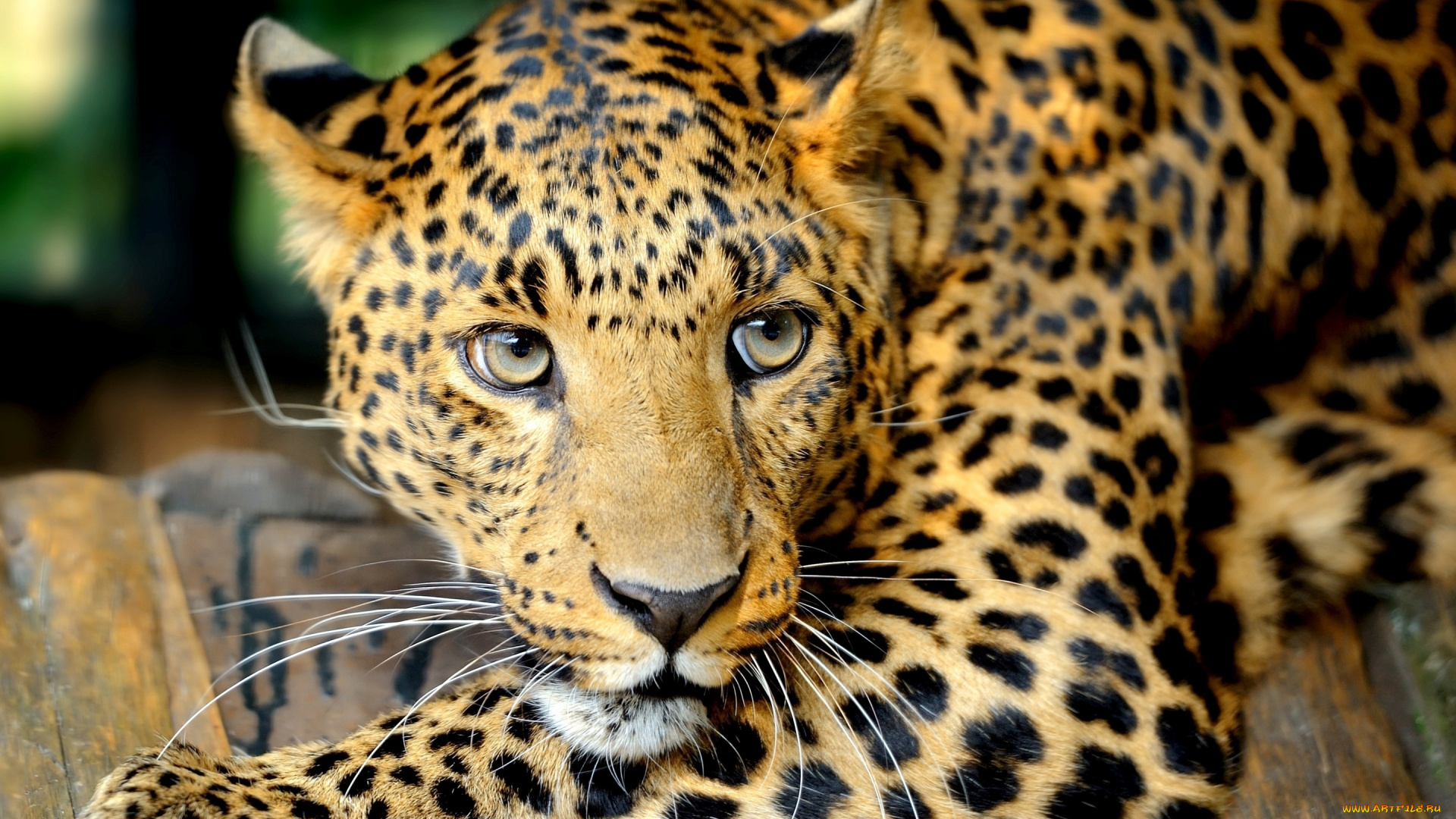 животные, леопарды, хищник, леопард, глаза, взгляд, усы