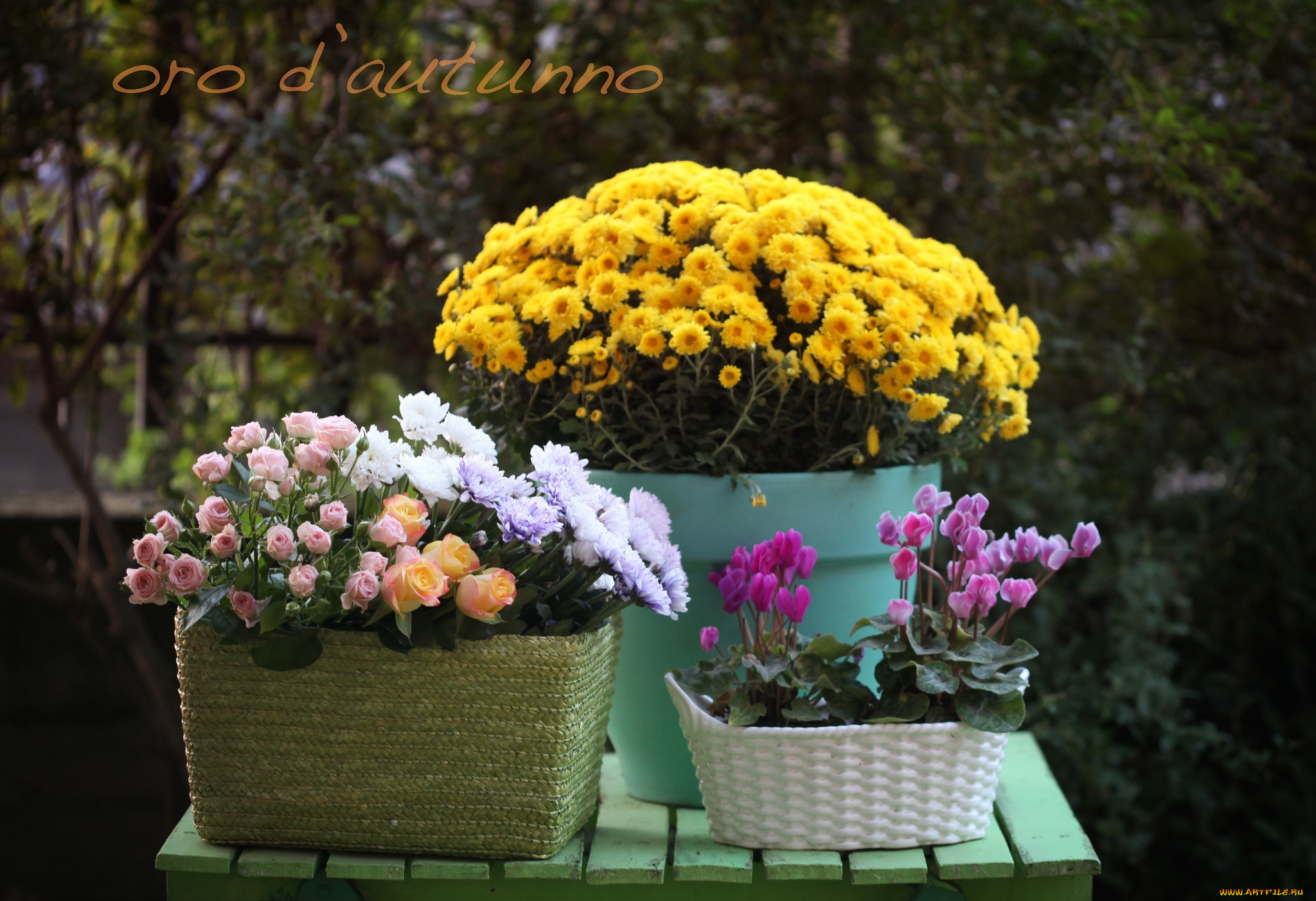 цветы, разные, вместе, хризантемы, цикламены, корзины, розы