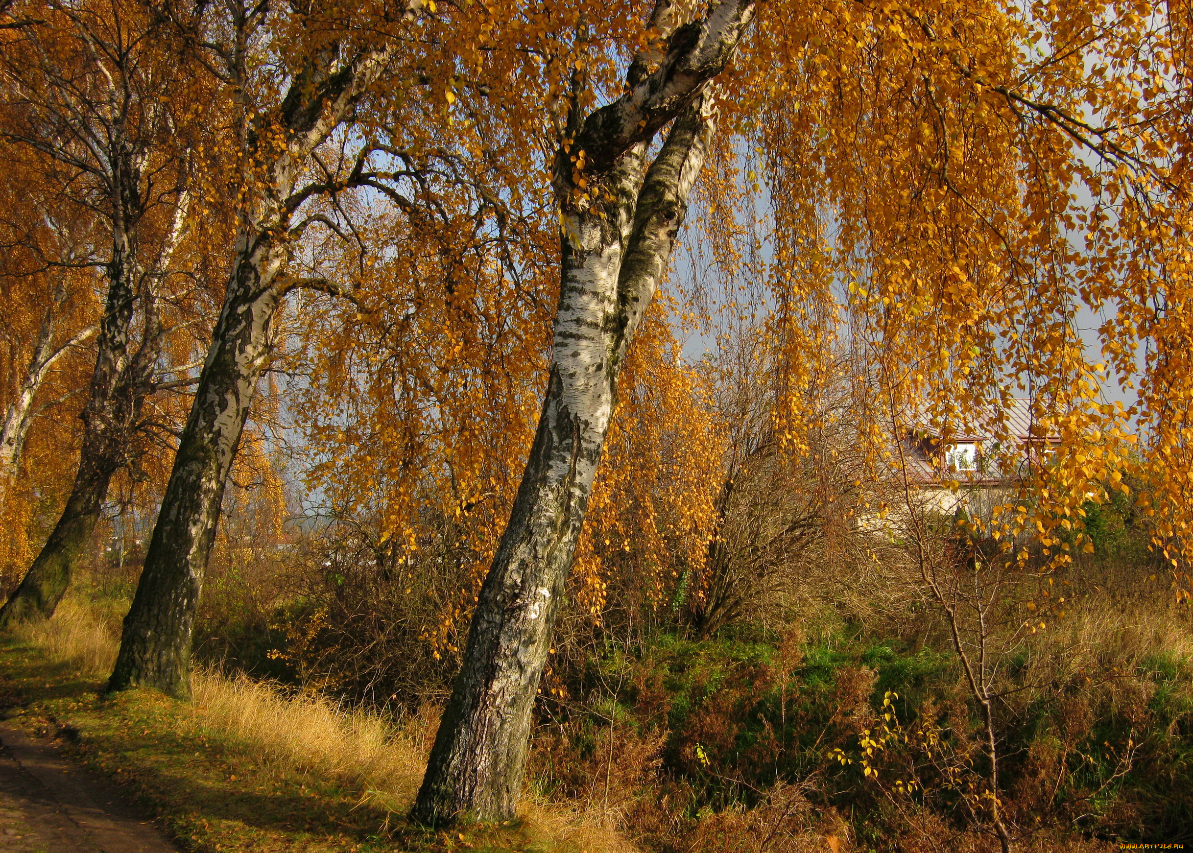 природа, деревья, осень, листва