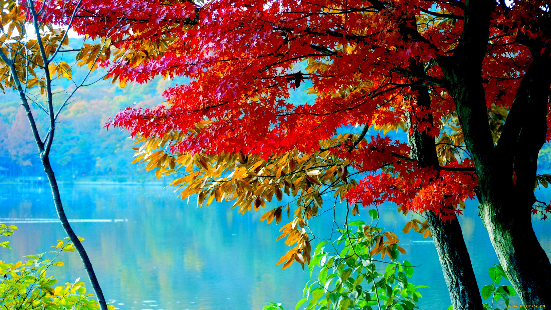 природа, реки, озера, река, листья, осень, деревья