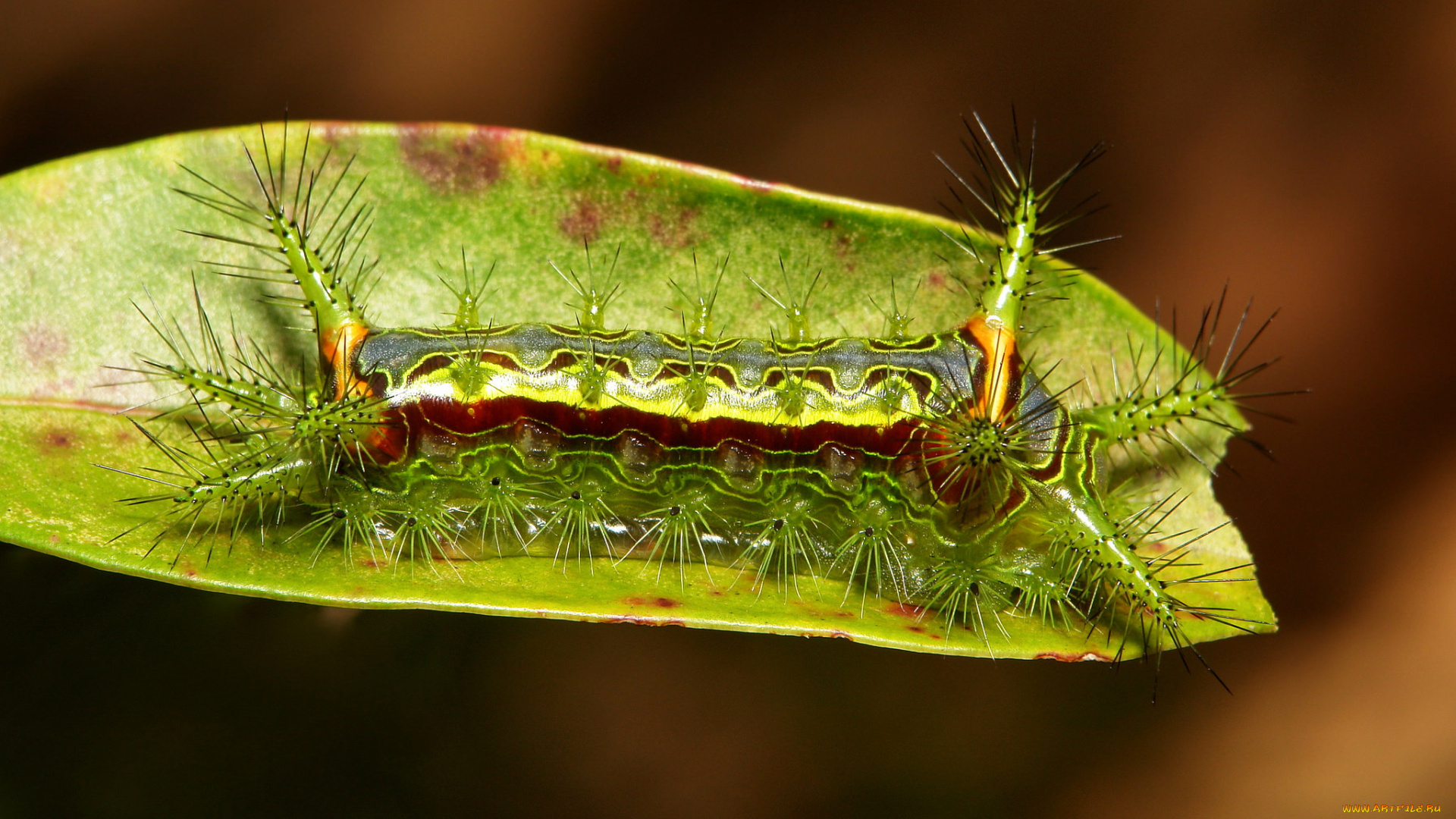 Ilona Limacodidae Caterpillar бабочка