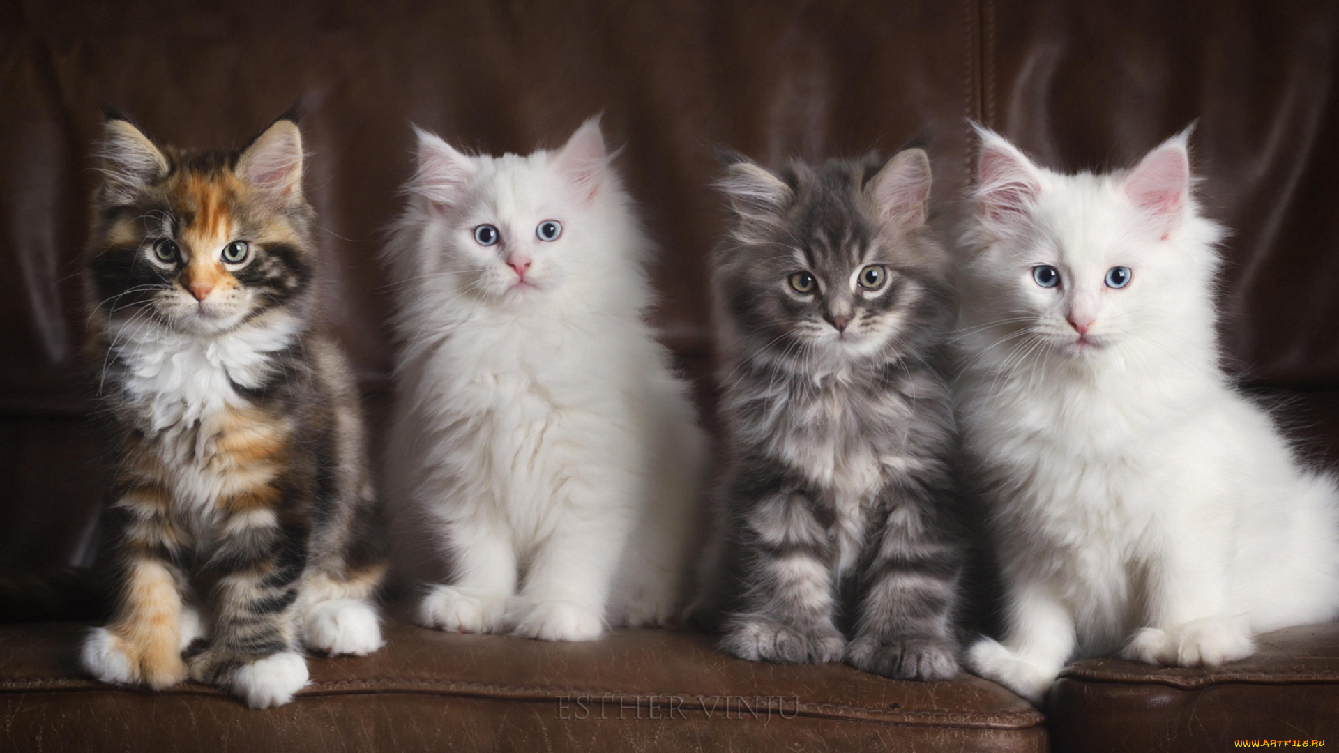 животные, коты, котята, ряд, диван, кожаный, трёхцветная, белые, четверо, пушистые, серый