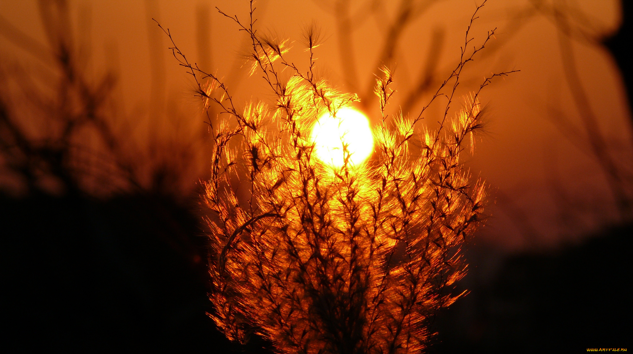 Конец солнечного света. Солнце сквозь цветы. Солнце макро. Трава на закате. Солнце сквозь траву.