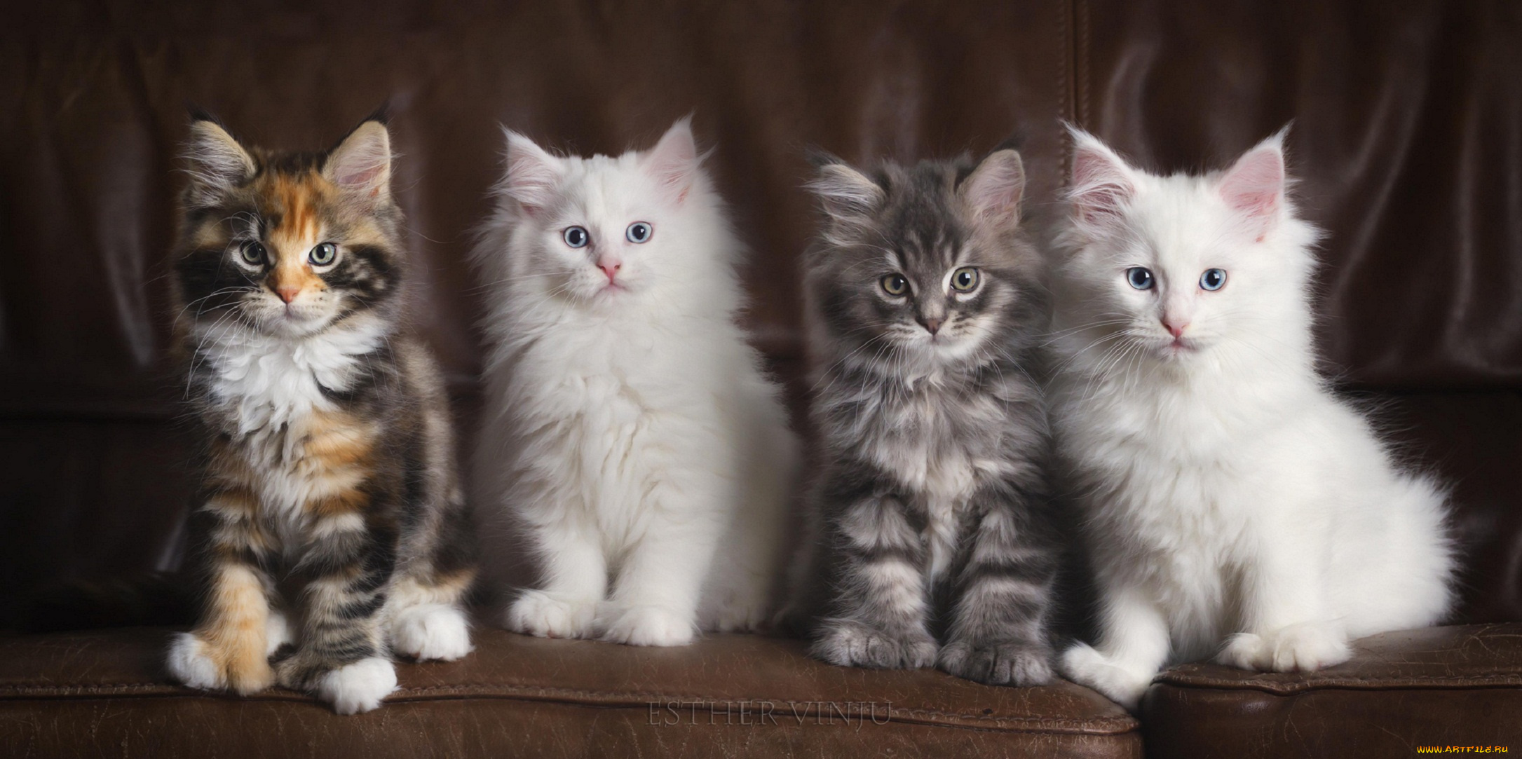 животные, коты, котята, ряд, диван, кожаный, трёхцветная, белые, четверо, пушистые, серый