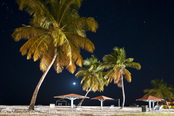Картинка природа тропики пляж ночь пальмы
