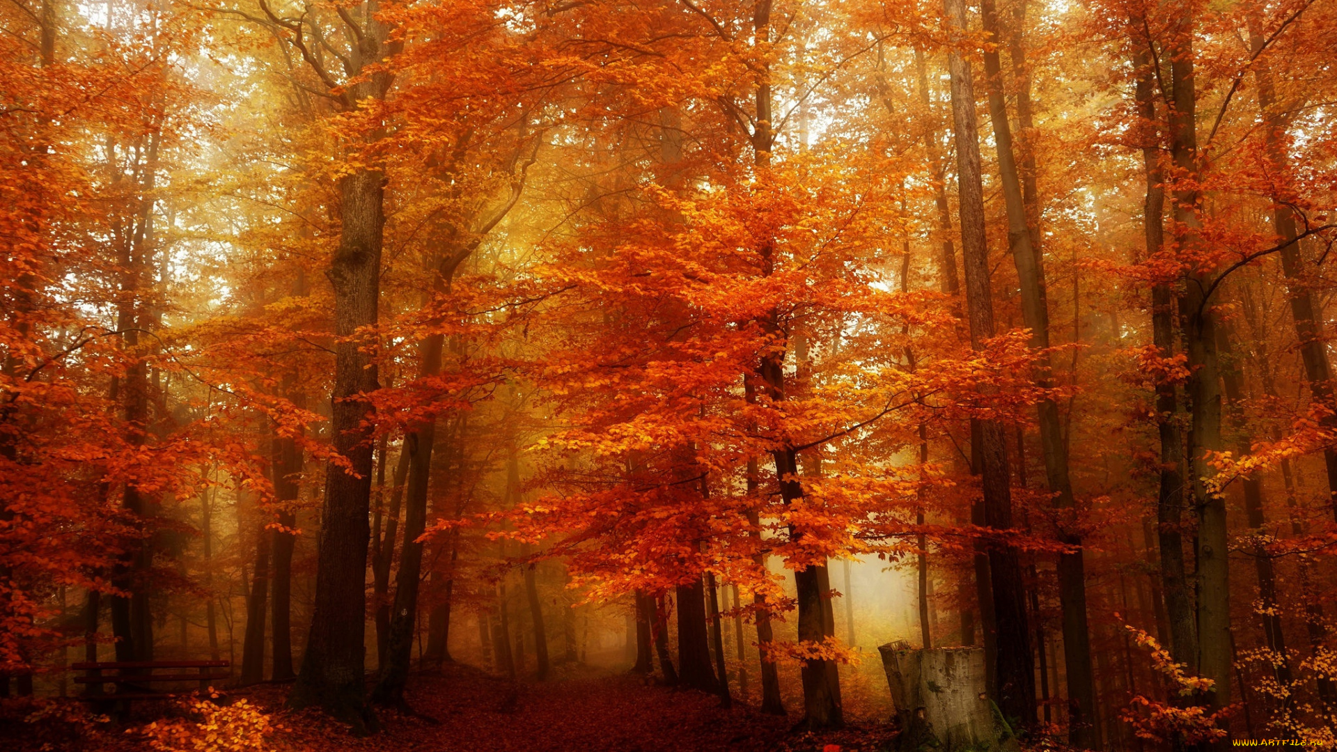 природа, лес, осень, дорога