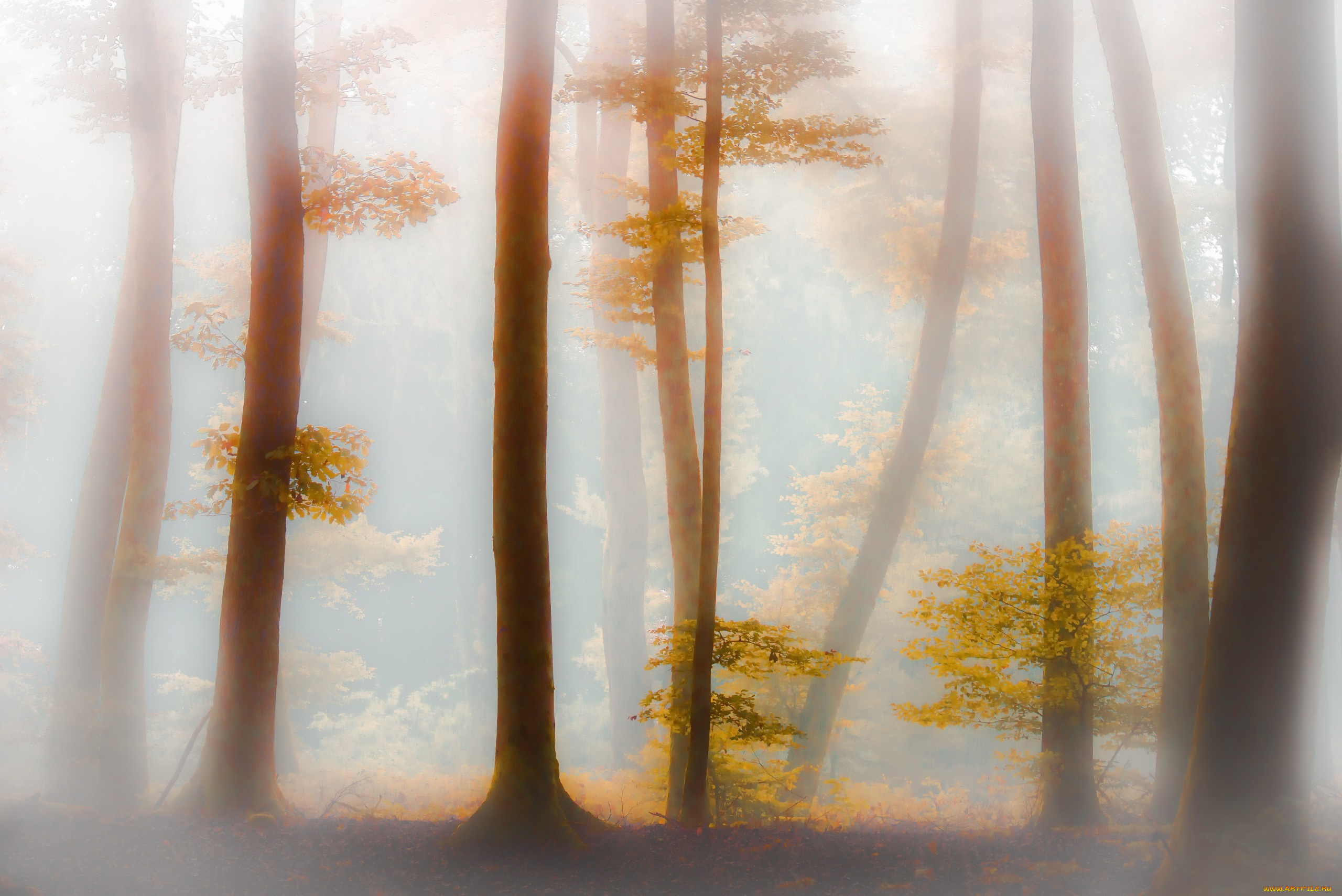 природа, лес, туман, деревья, осень