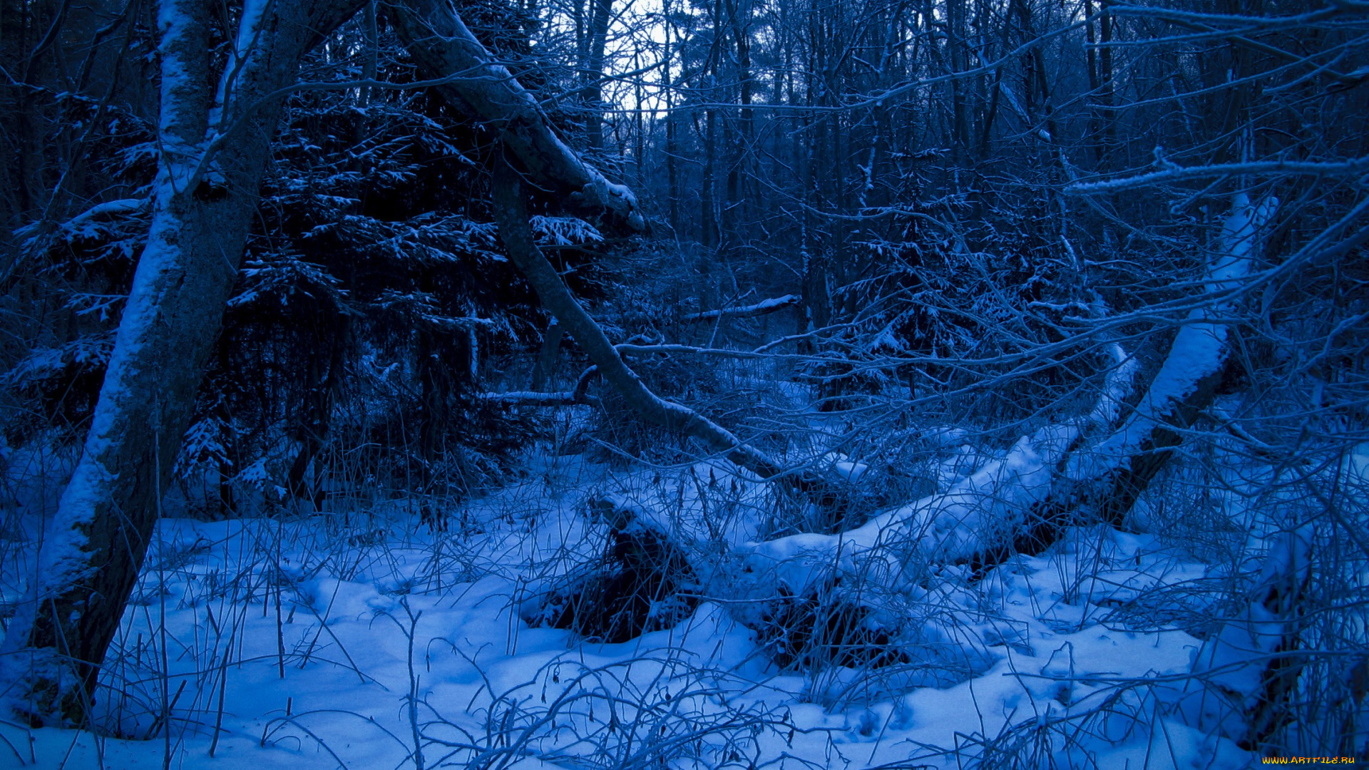 природа, лес, снег, бурелом, зима