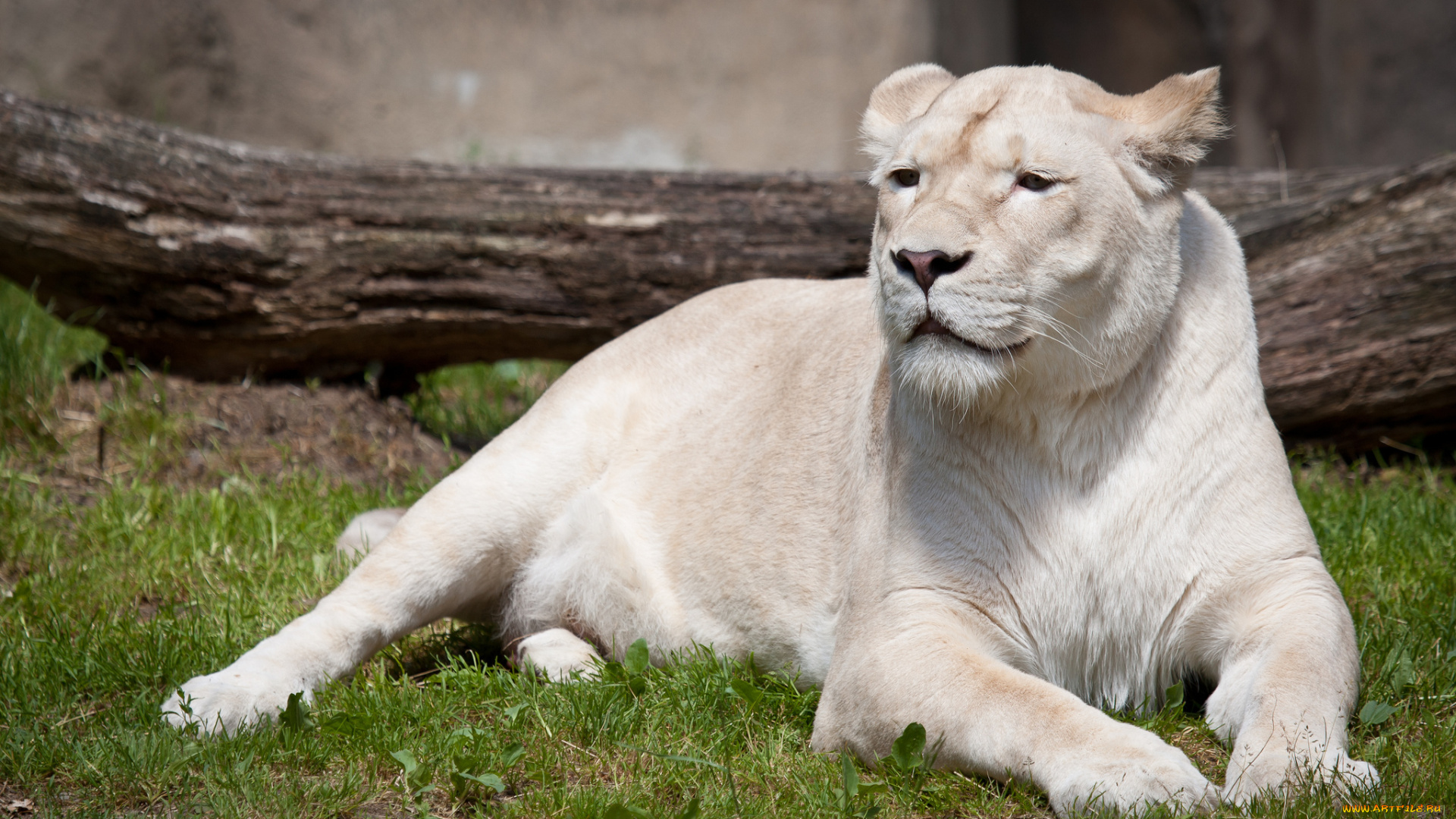 львица, альбинос, животные, львы, львица, самка, альбинос, белый, аномалия, хищник, кошачьи, млекопитающие