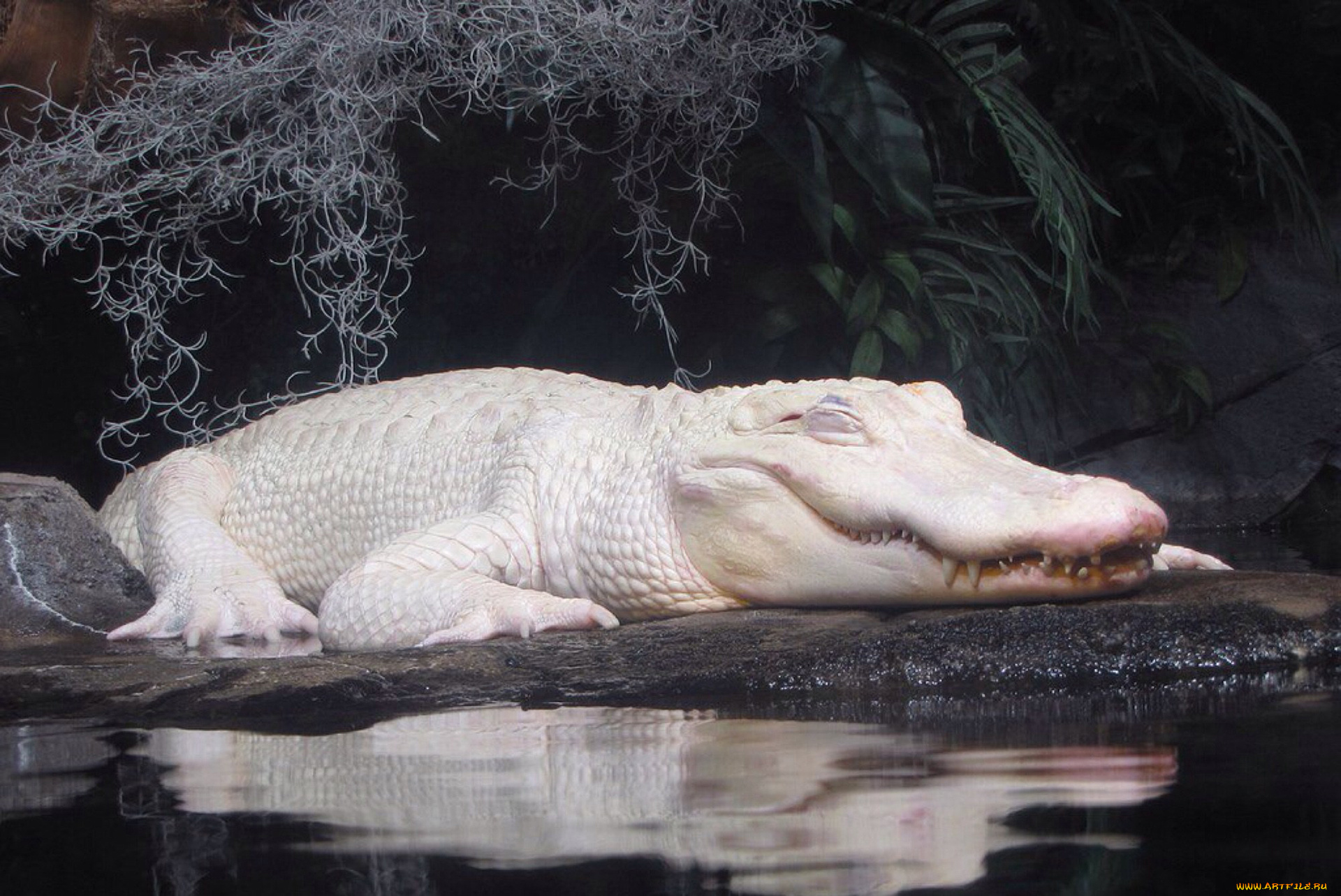крокодил, альбинос, животные, крокодилы, крокодил, альбинос, белый, аномалия, пресмыкающиеся, хищник