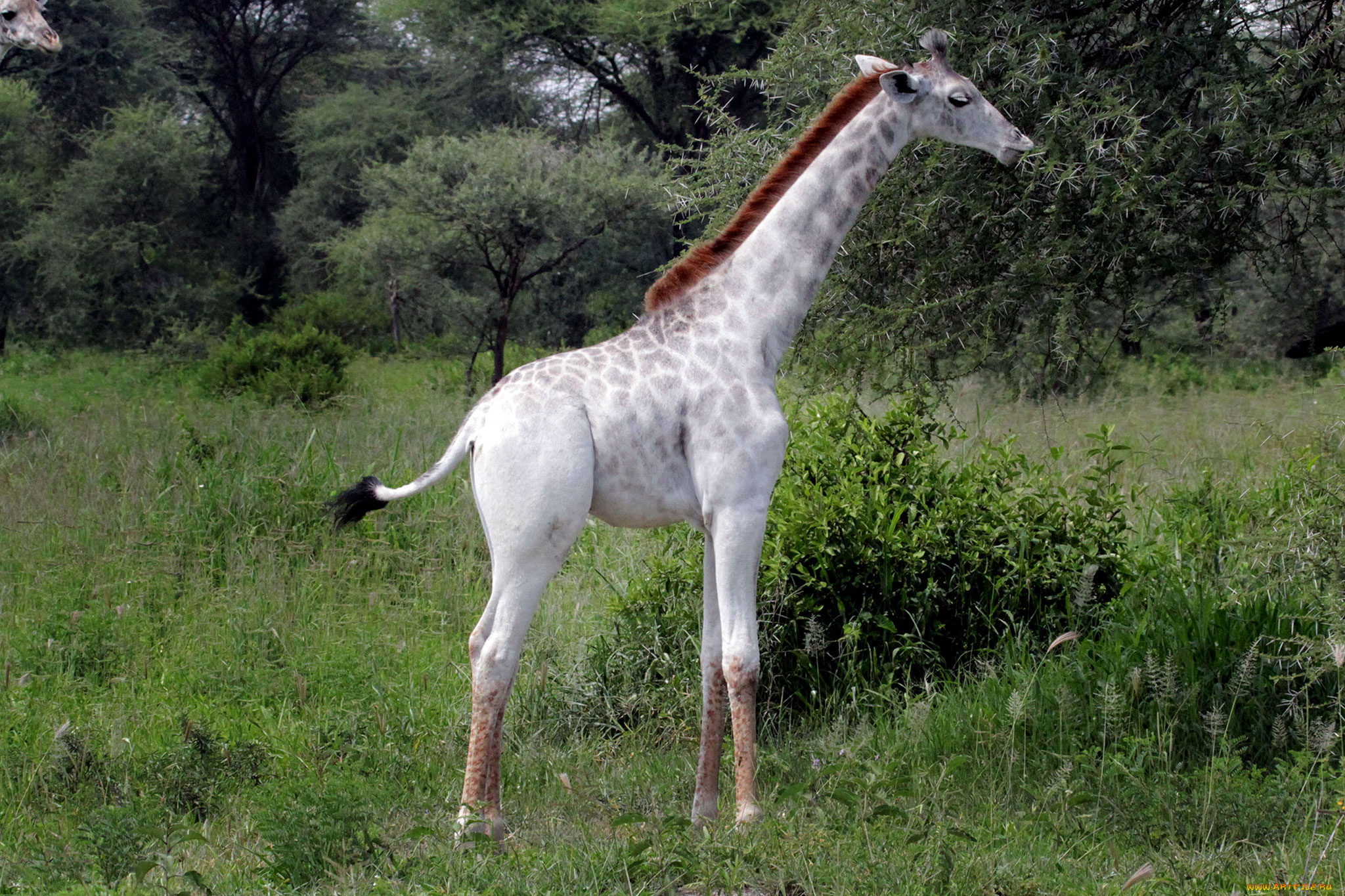 жираф, альбинос, животные, жирафы, жираф, млекопитающие, альбинос, аномалия, парнокопытные, жирафовые, шея, африка