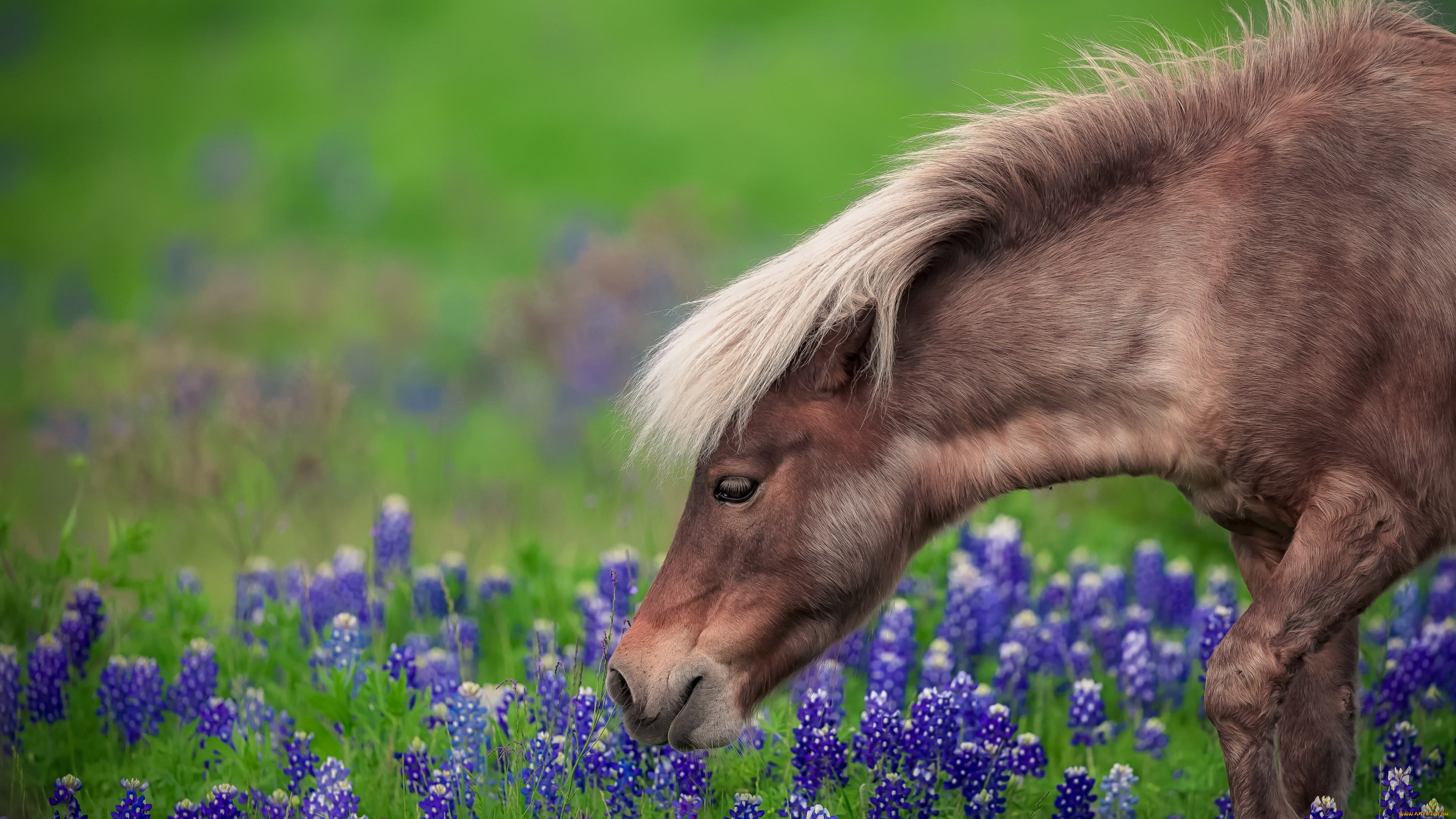 животные, лошади, пони, цветы, трава, луг