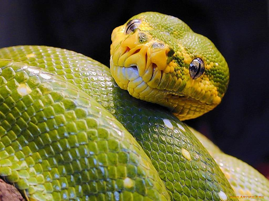 green, python, животные, змеи, питоны, кобры