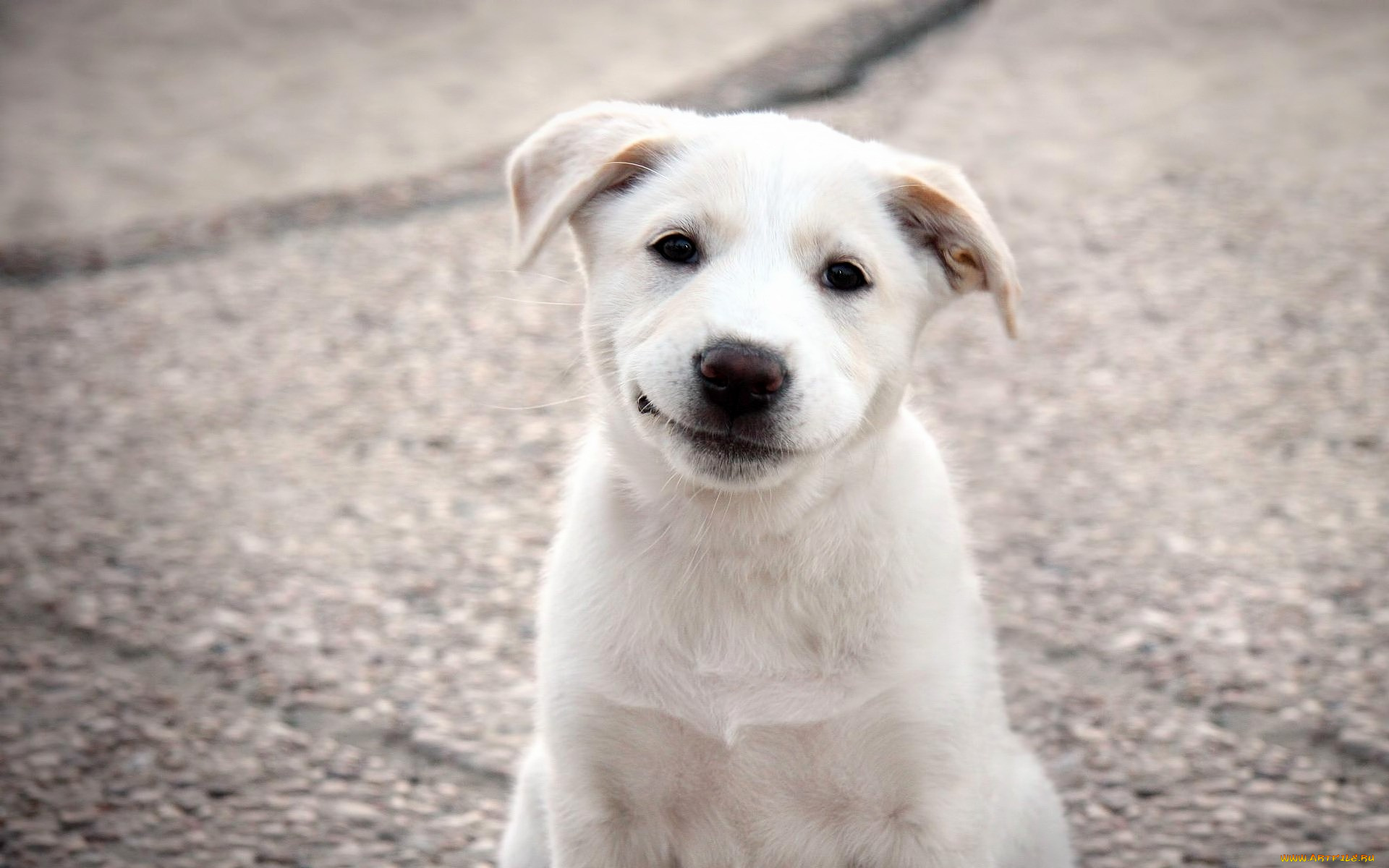 животные, собаки, белый, щенок, улыбка, милый