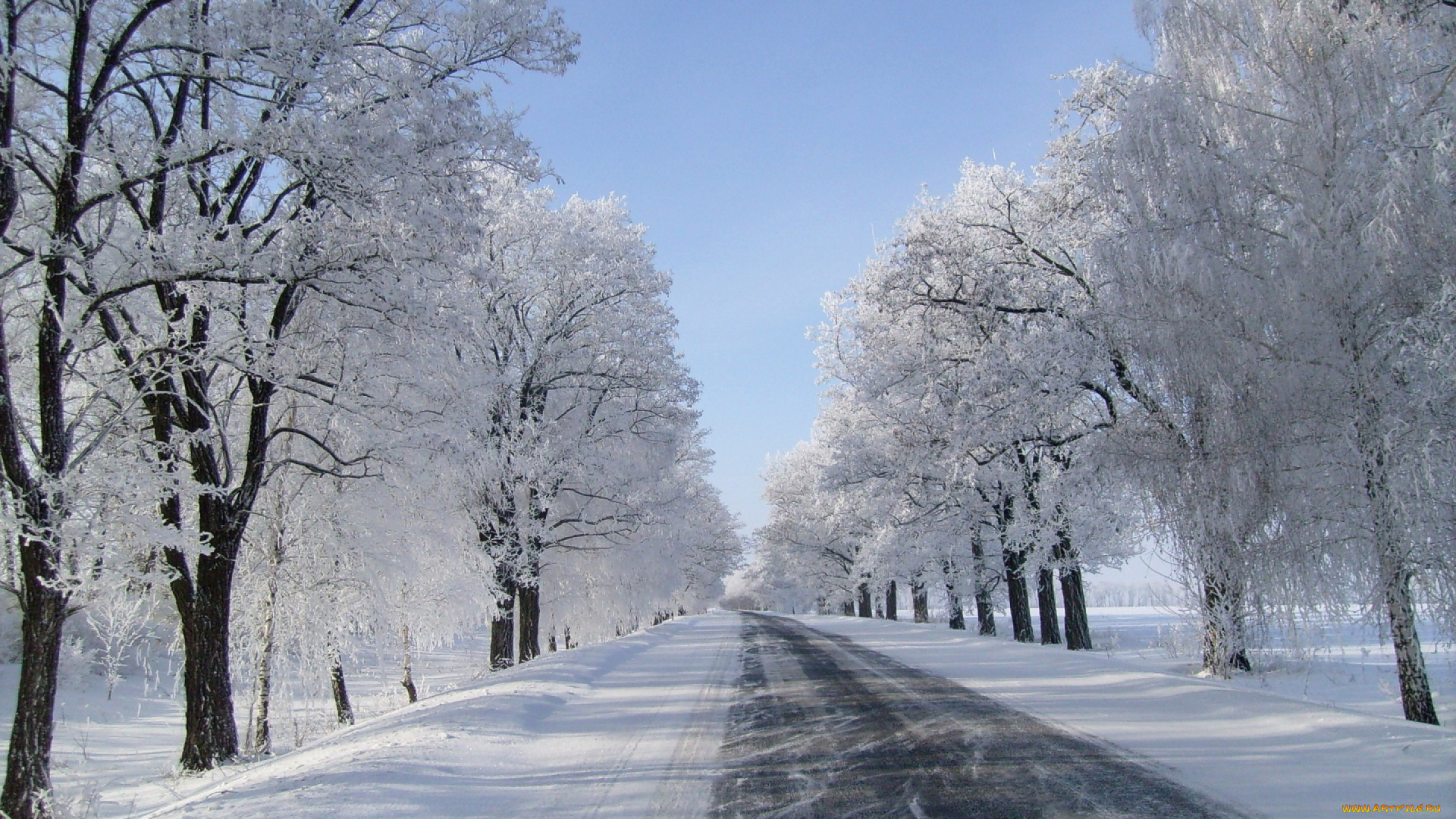 природа, дороги, снег, зима, поземка, дорога, деревья