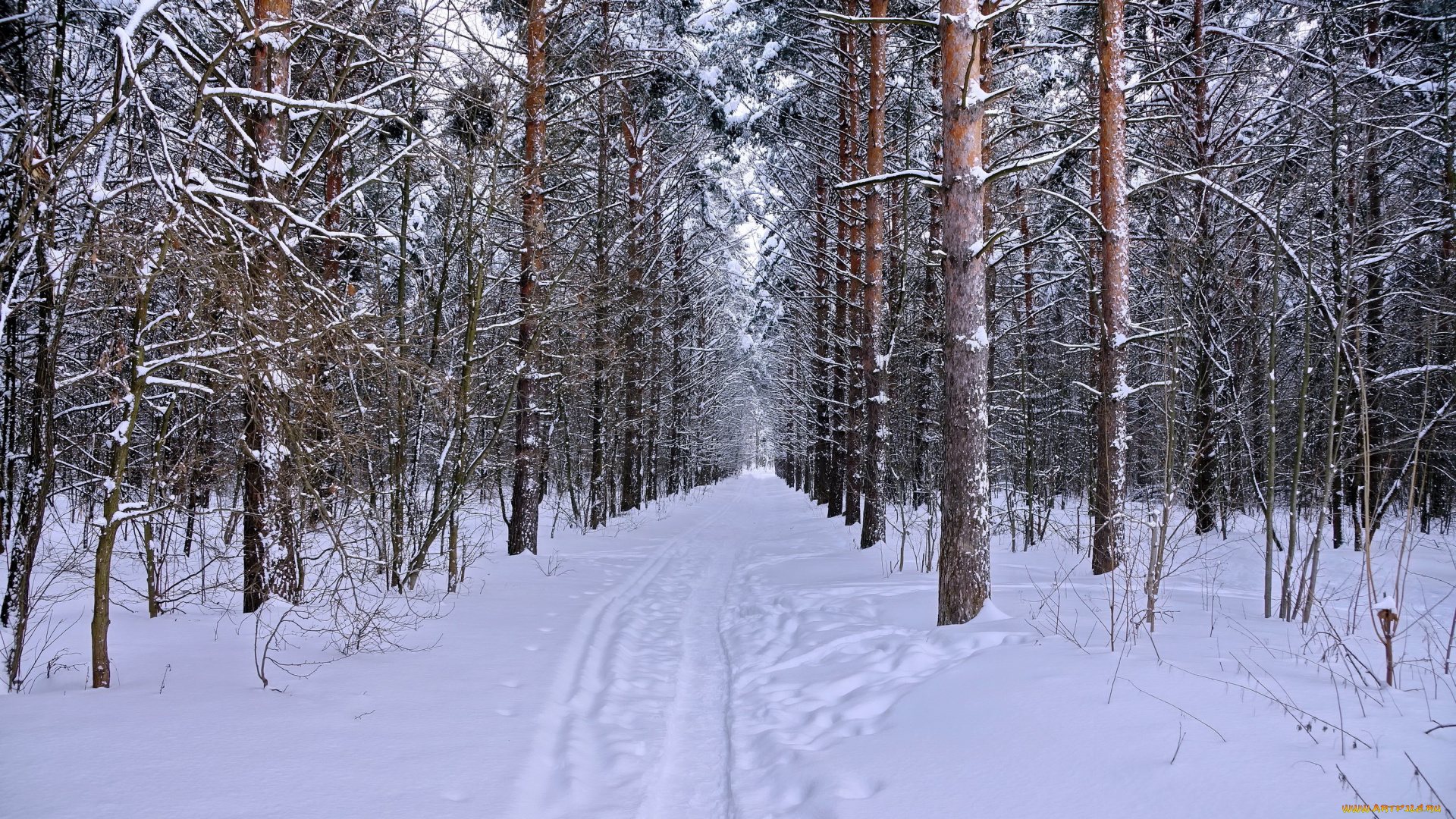 природа, зима, лес, снег, ели