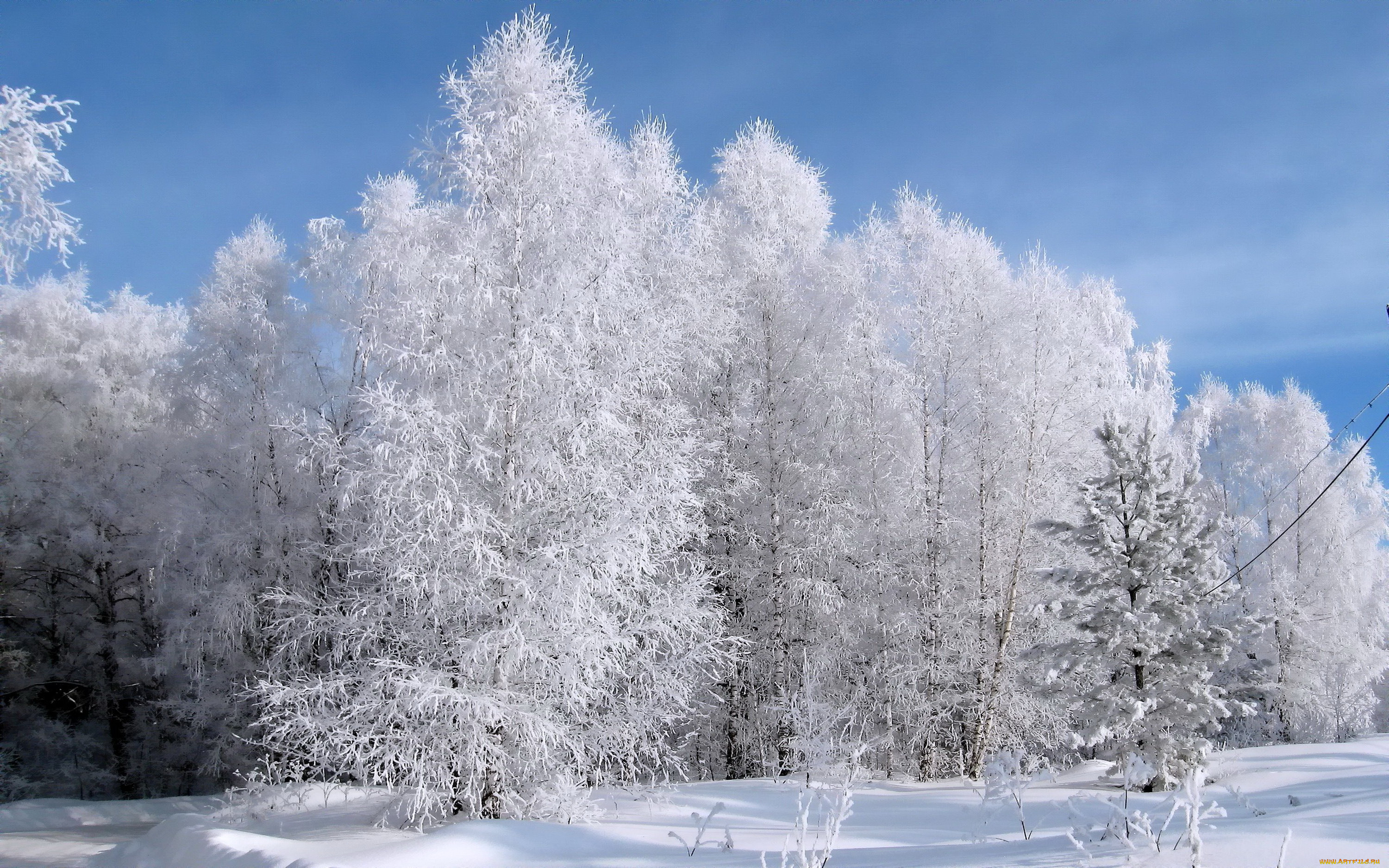 природа, зима, лес, иней, снег