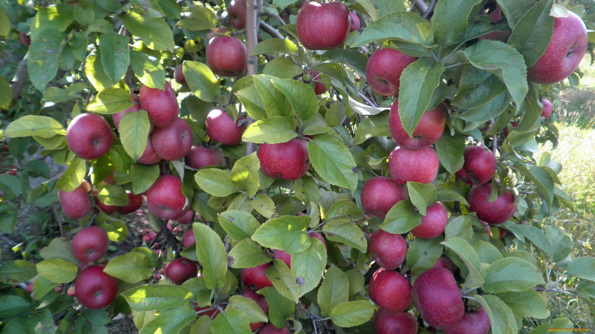 природа, плоды, яблоки, ветки