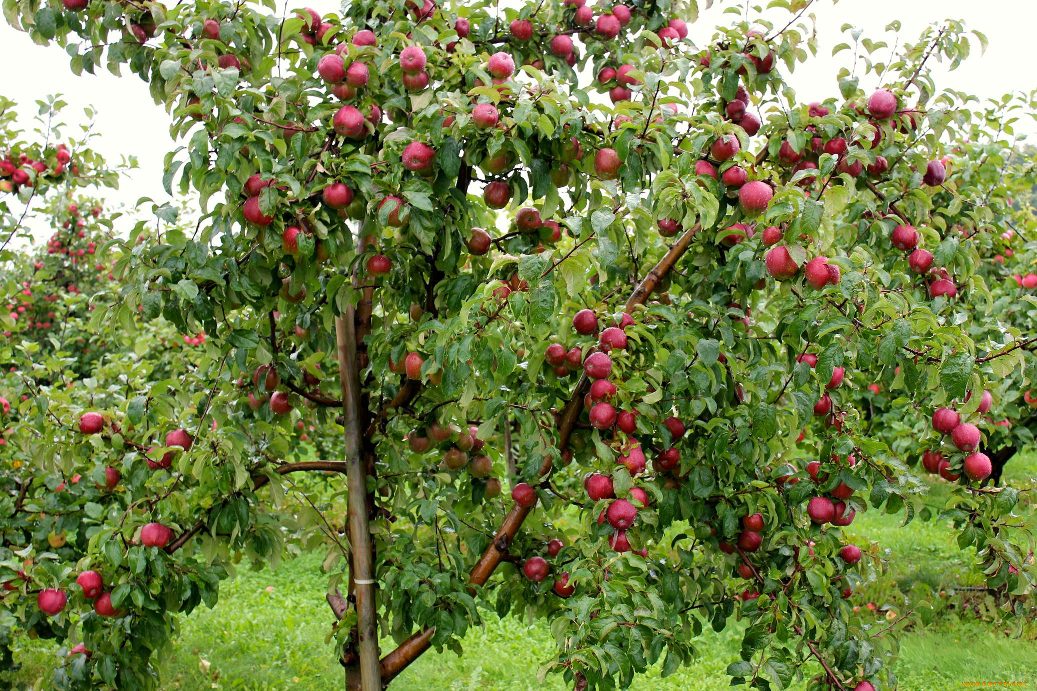 природа, плоды, яблоки, ветки