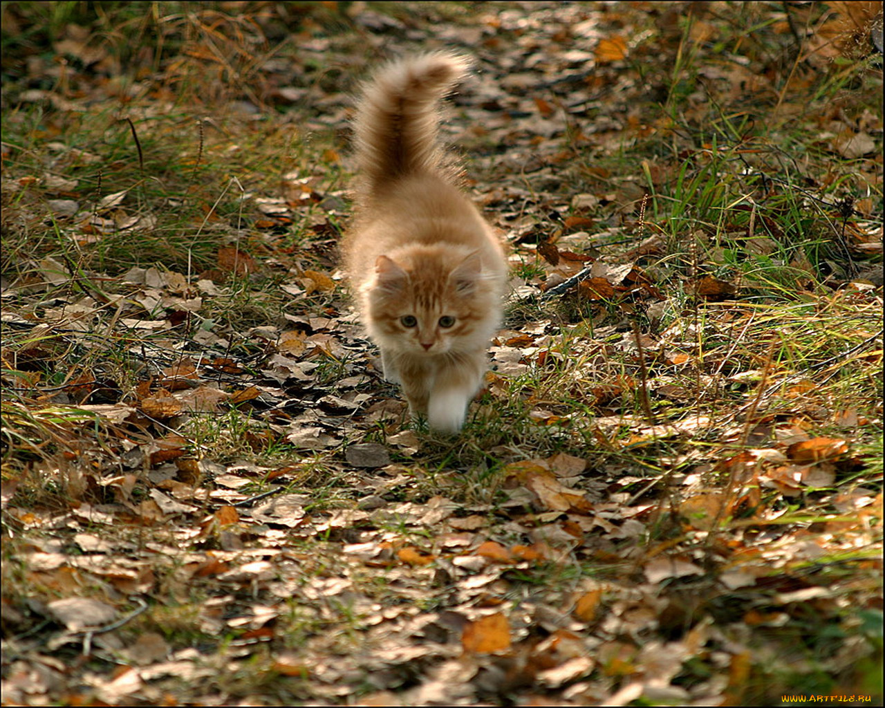 животные, коты