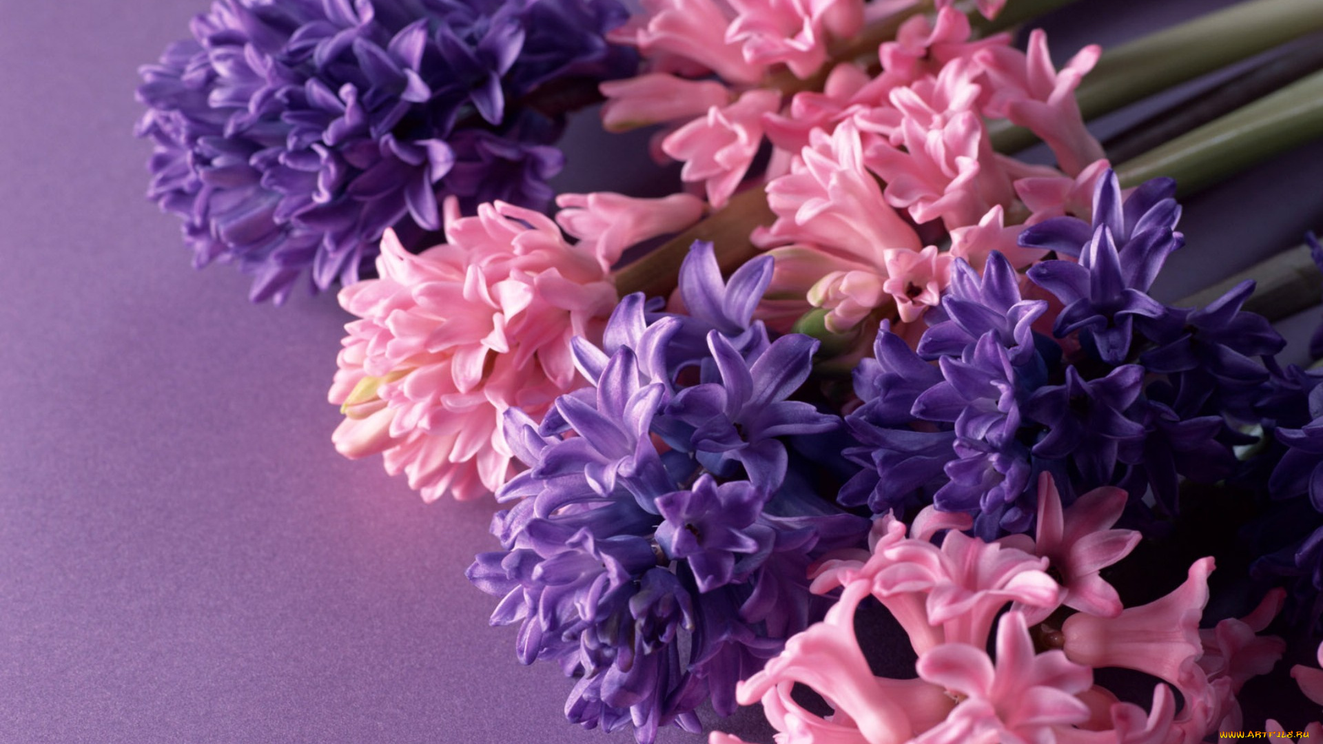 цветы, гиацинты