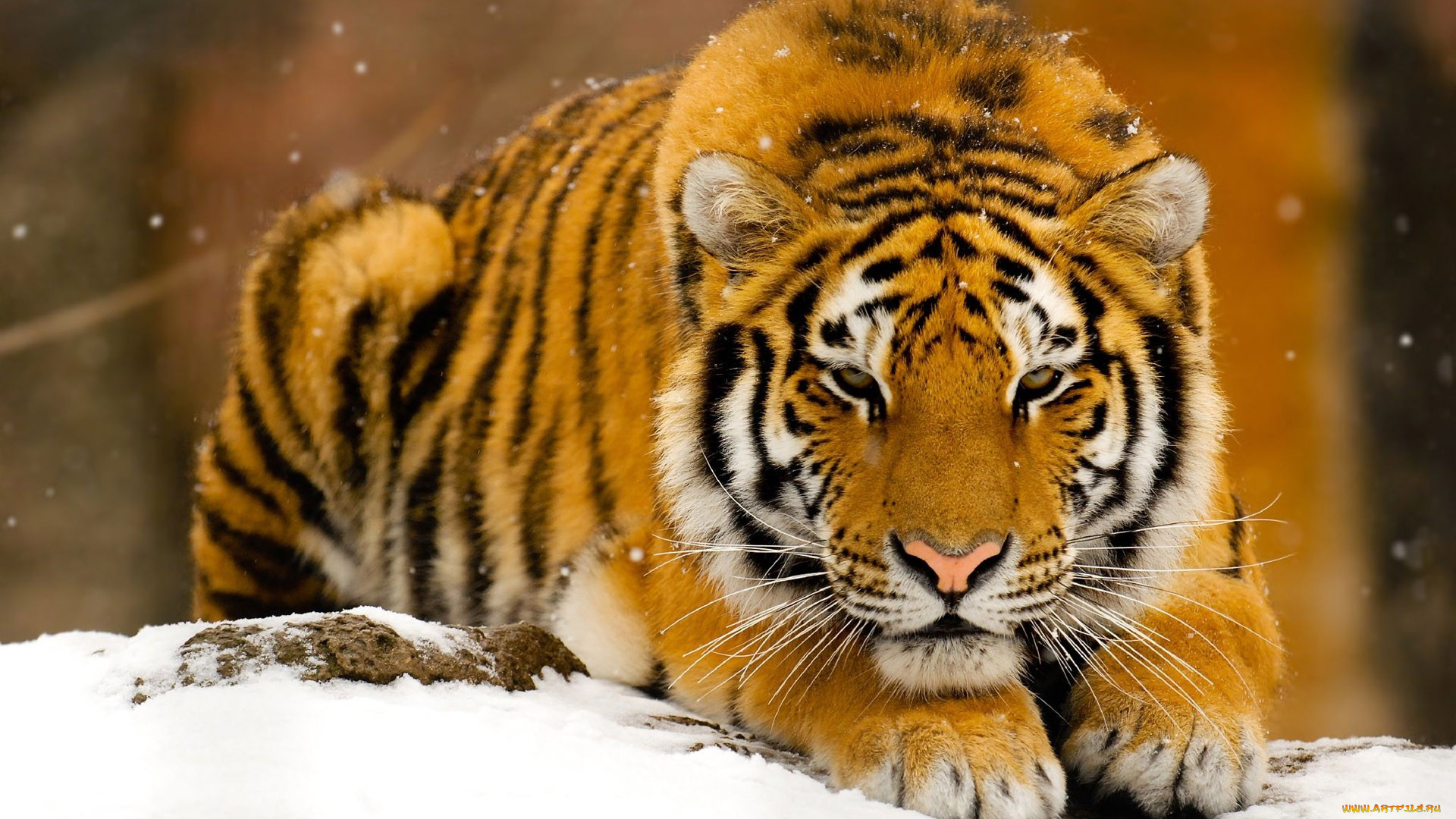 животные, тигры