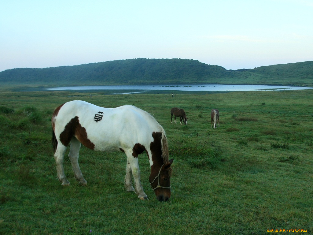 животные, лошади