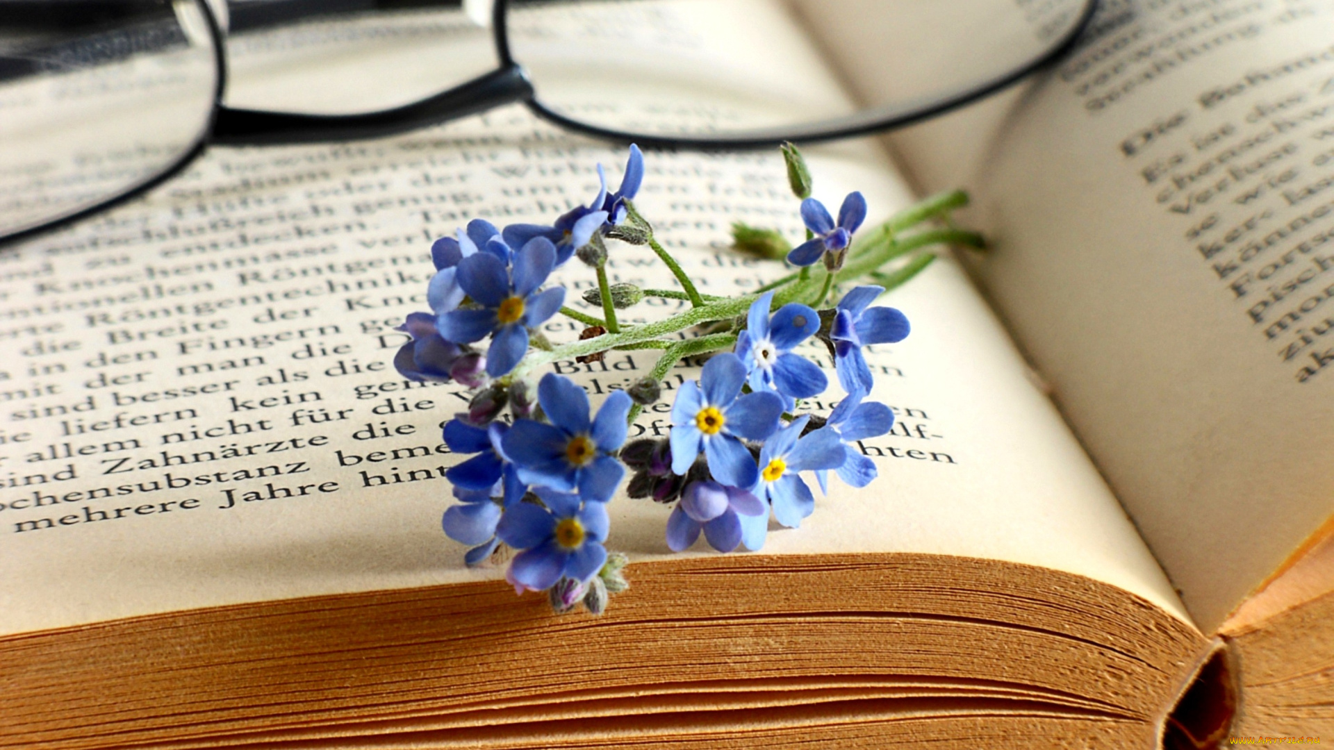 цветы, незабудки, очки, книга