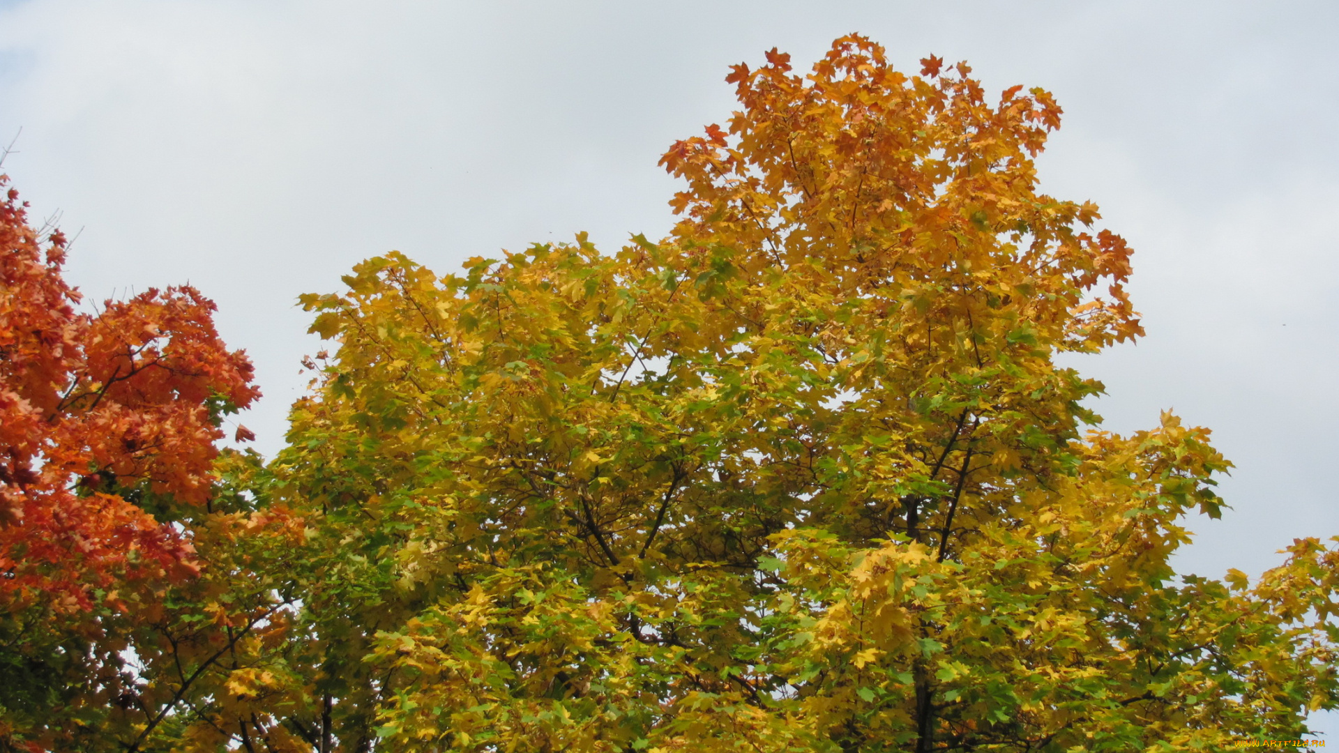природа, деревья, осень, краски, клены