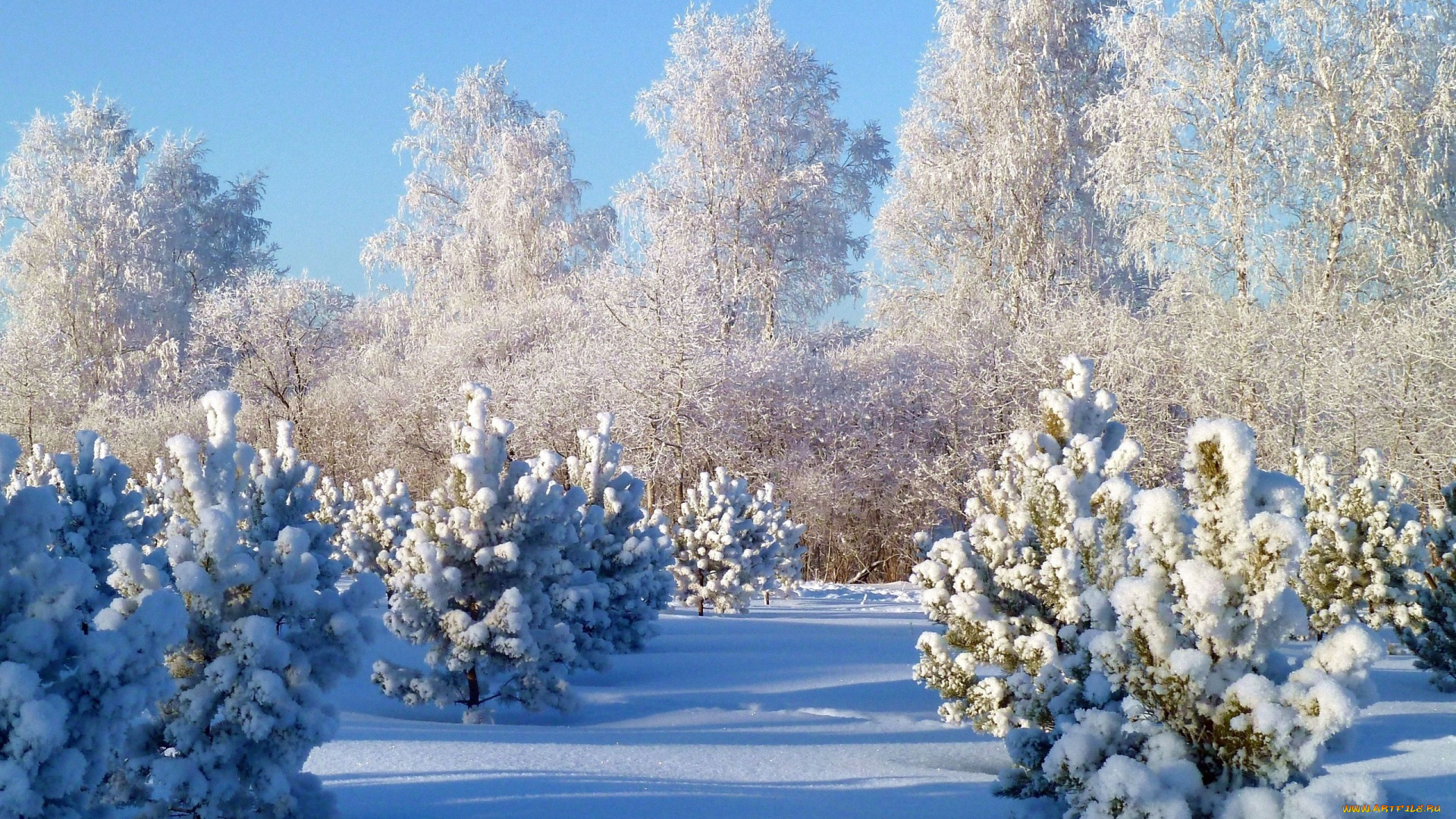 природа, зима, деревья, снег